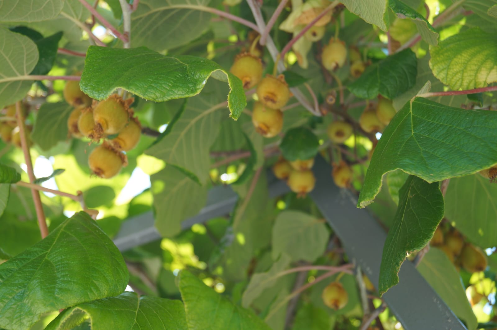 Фото Сибирячка