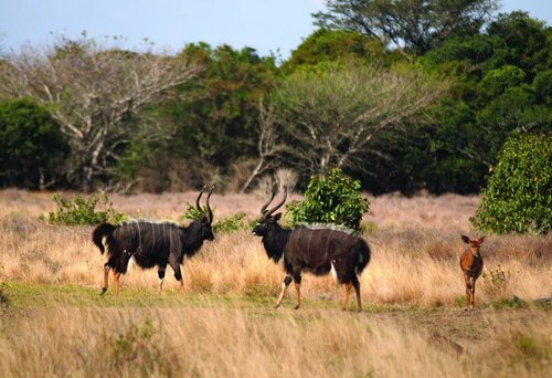 Гостиница Gooderson Bushlands Game Lodge
