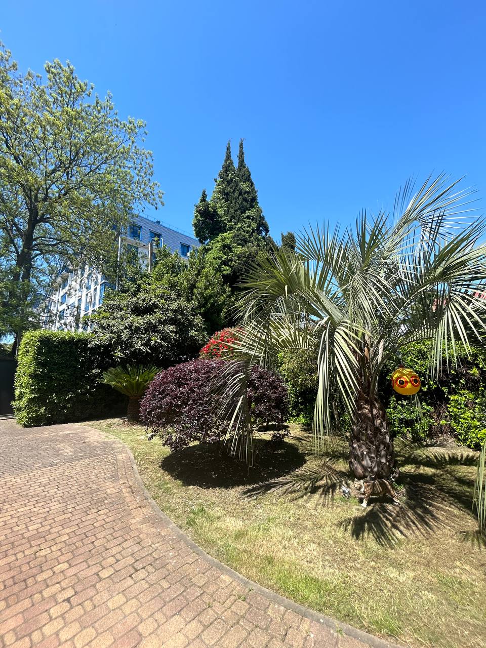 Фото Апельсин