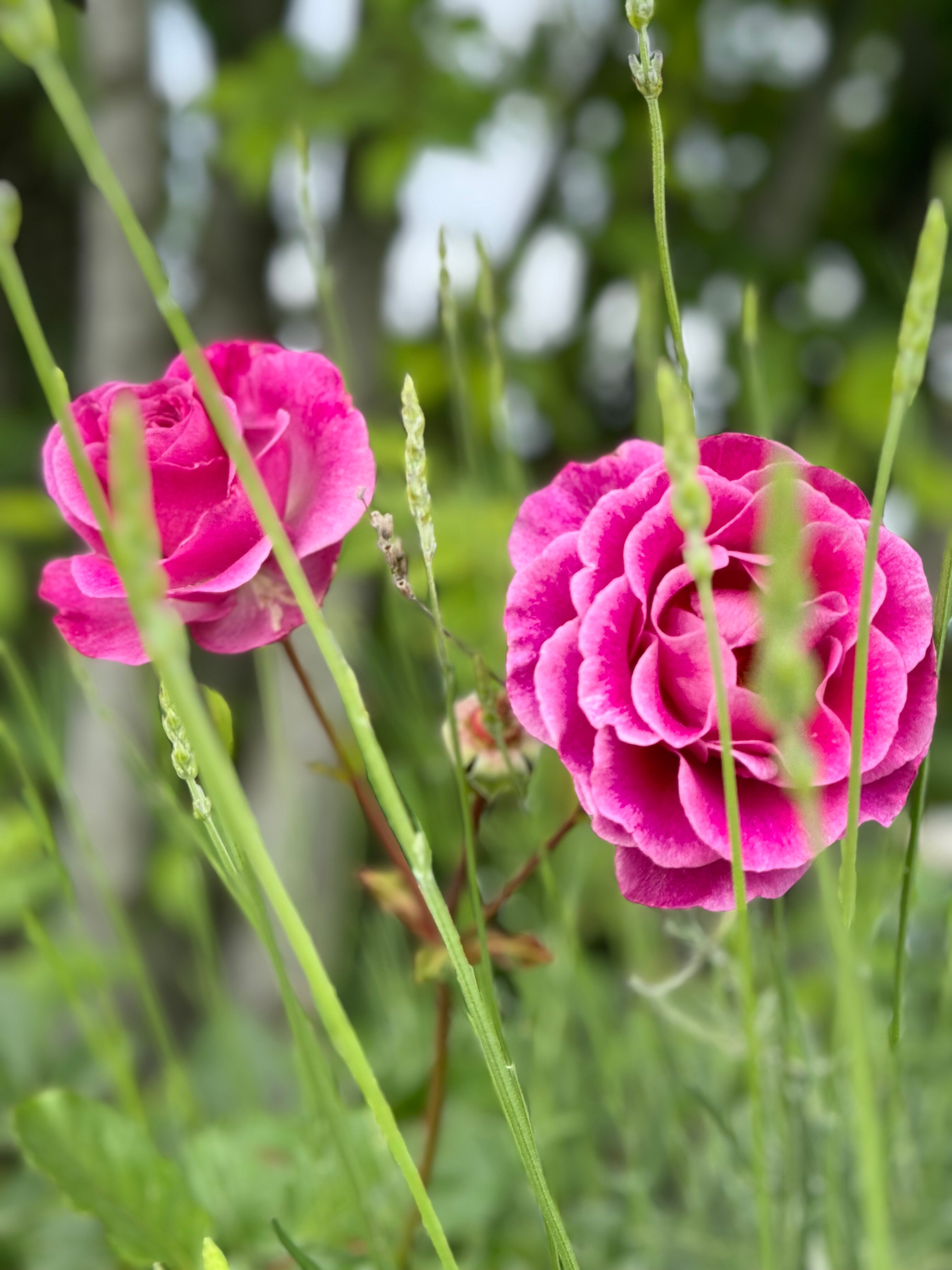 Фото Apartcomplex Chateau Aheloy