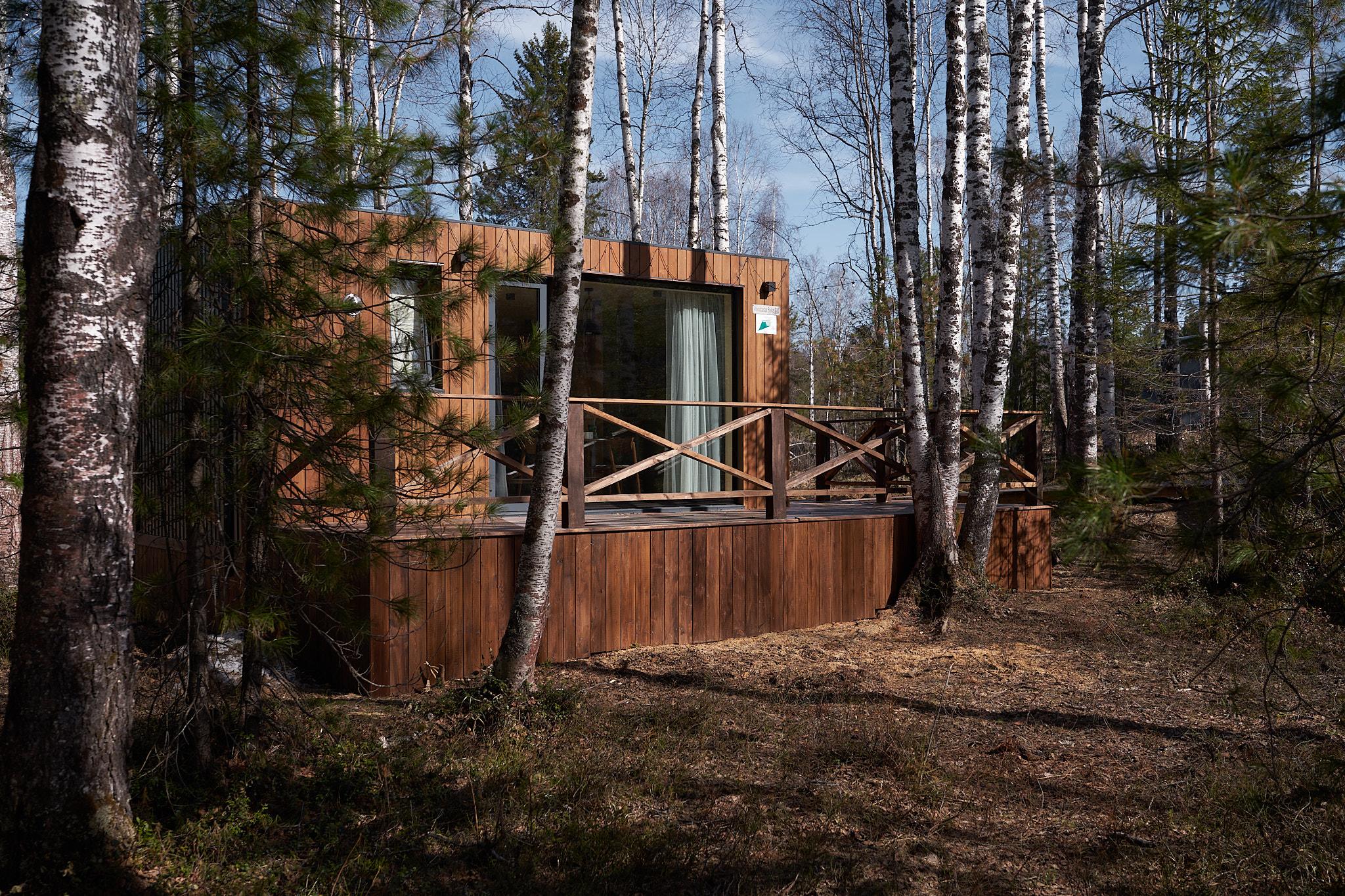 Фото Снежные Гуси