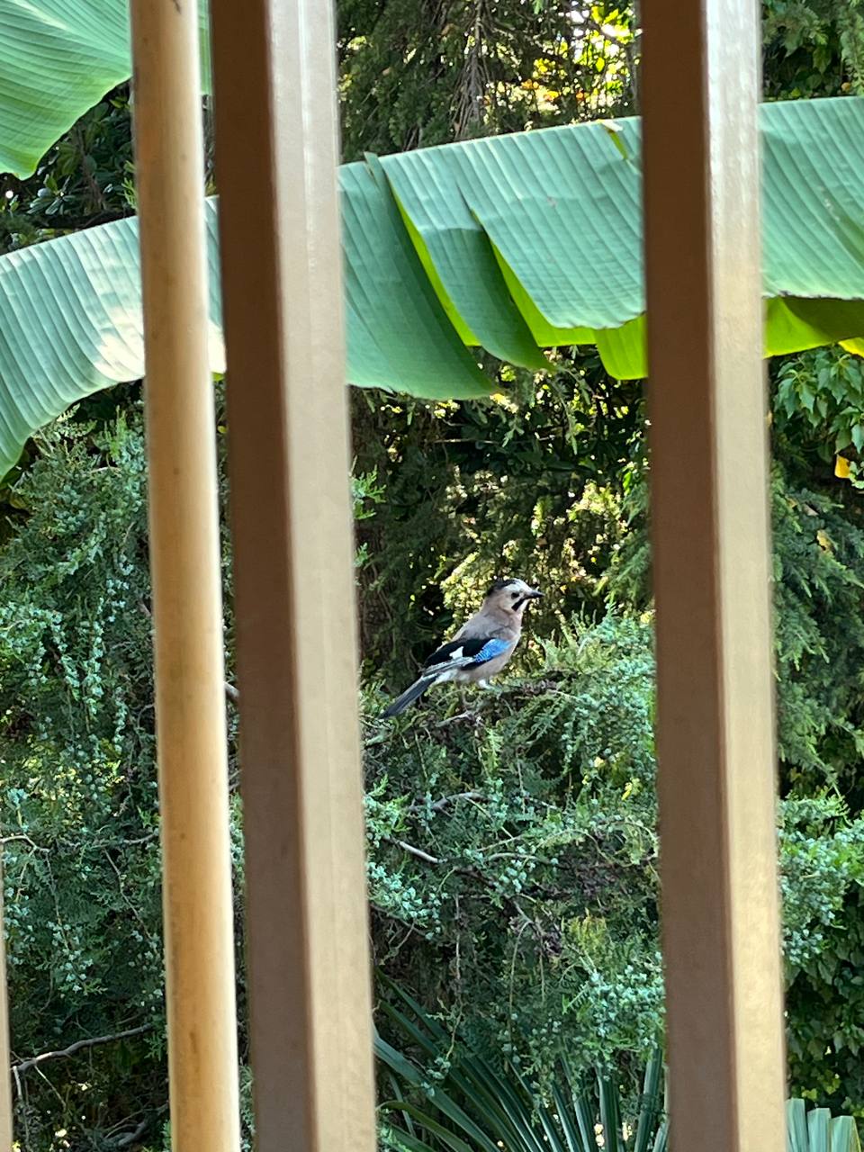 Фото Буржуазия