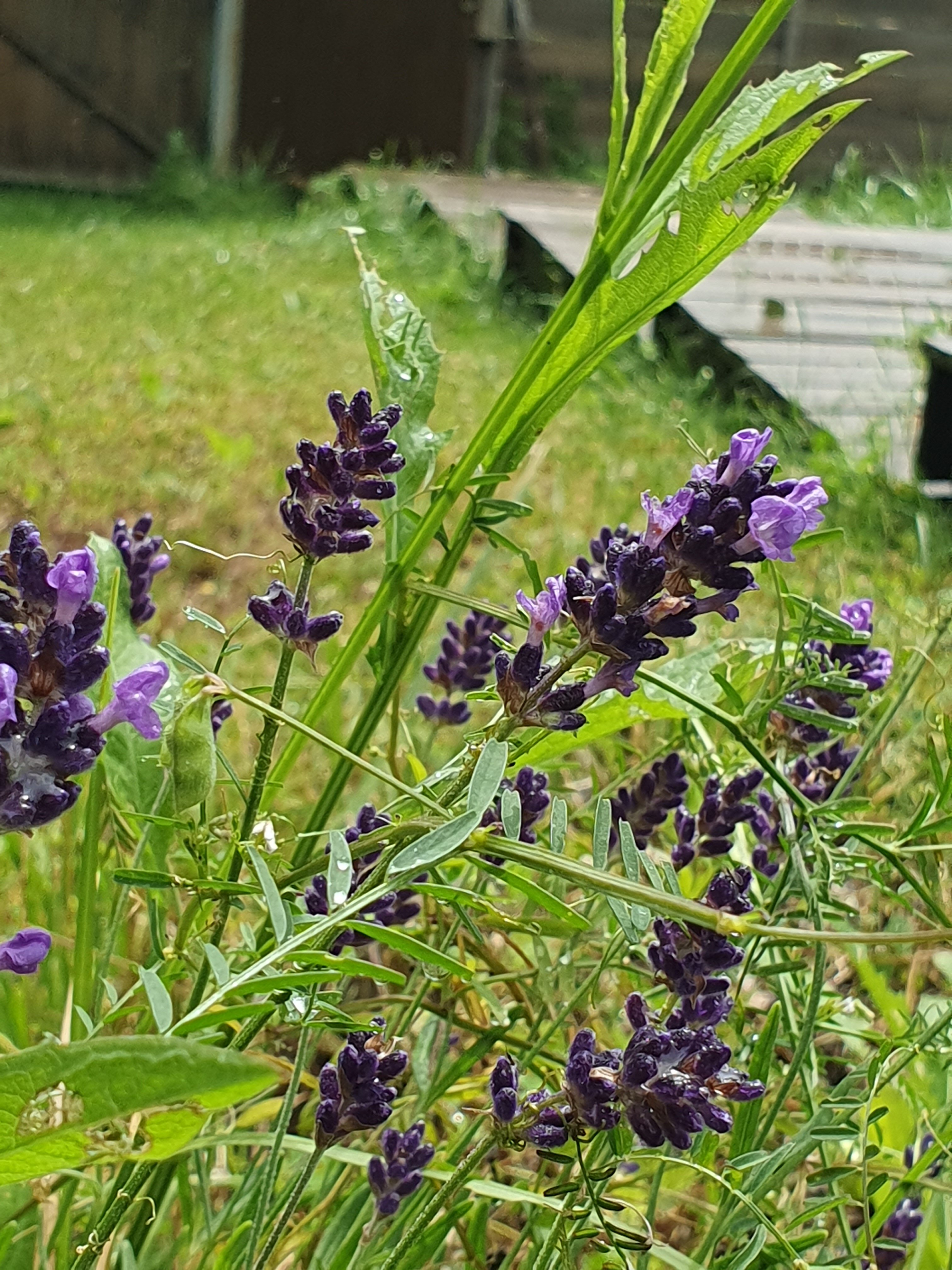 Фото Дом Рохсан