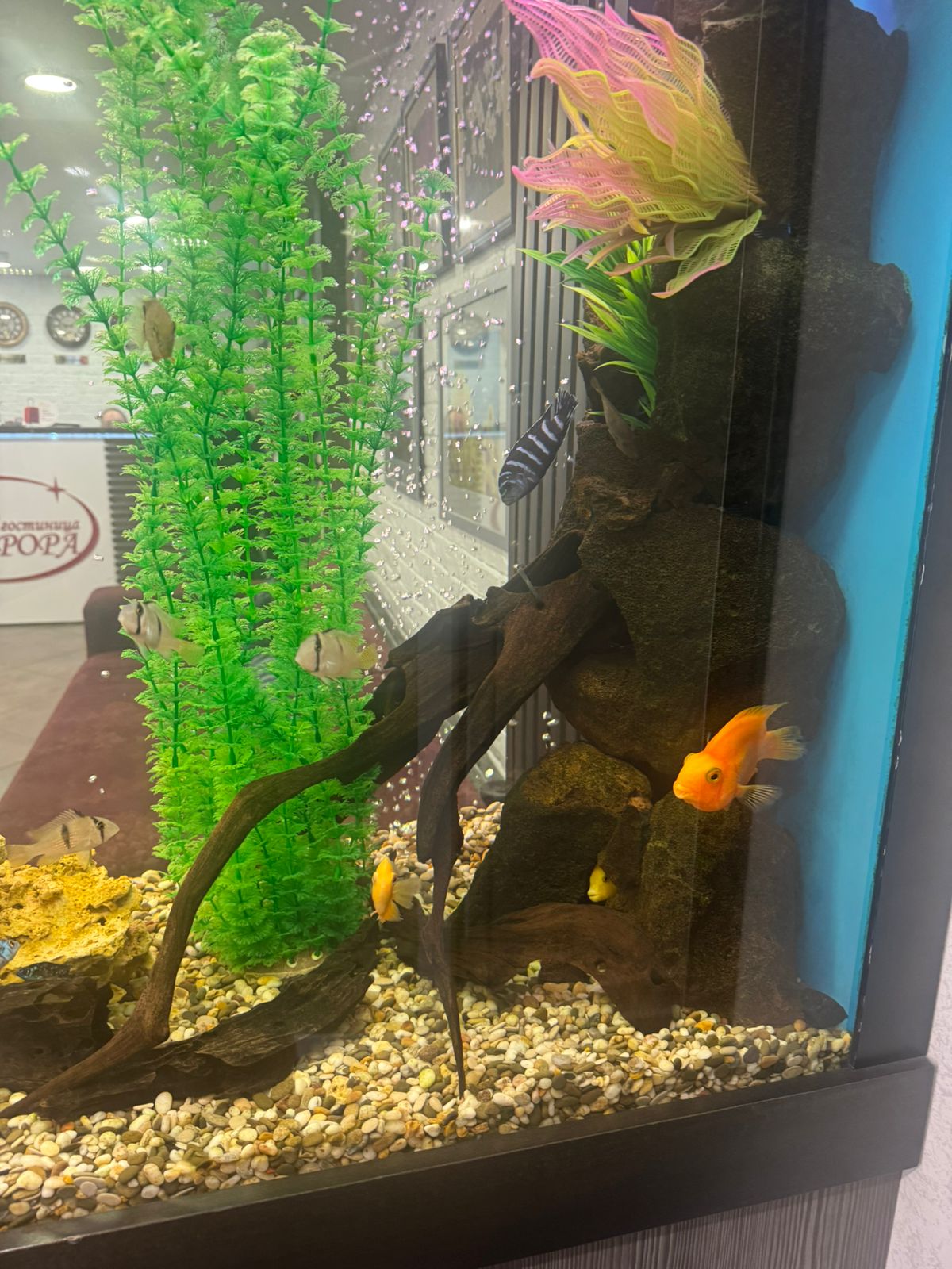 Фото Аврора