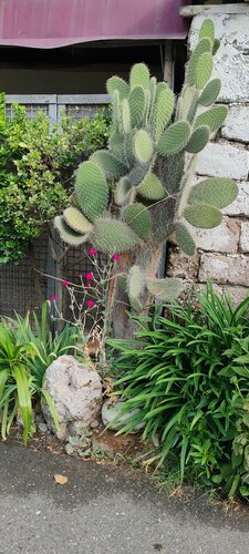 Гостиница Калипсо в Гагре