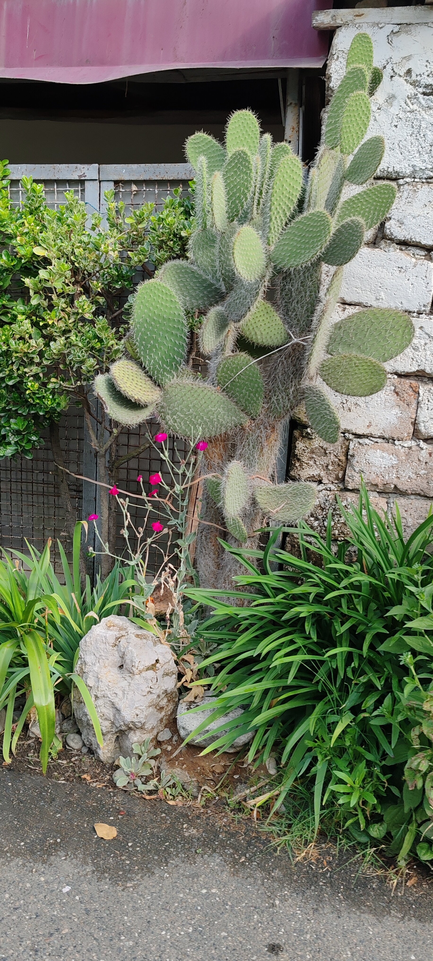 Фото Калипсо