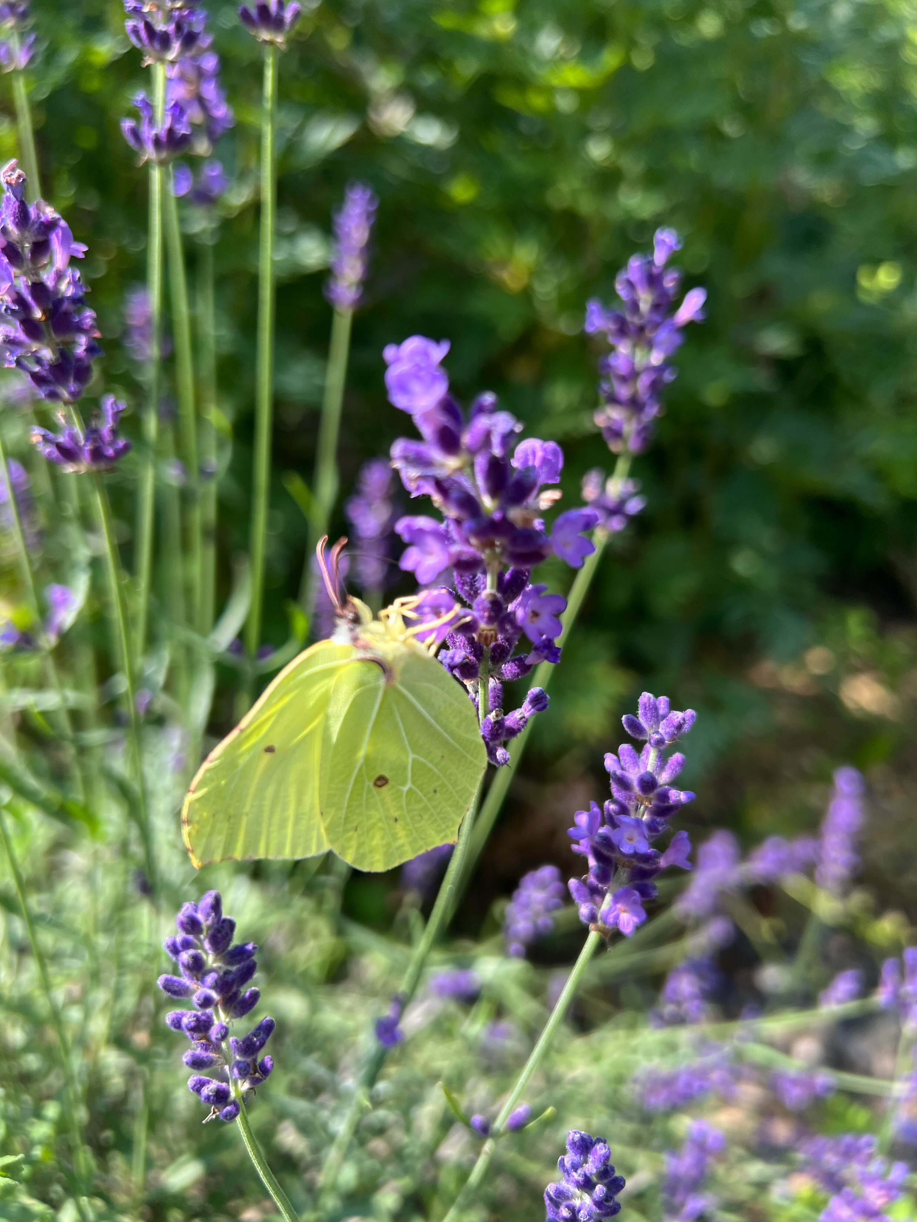 Фото Вилла Лаванда