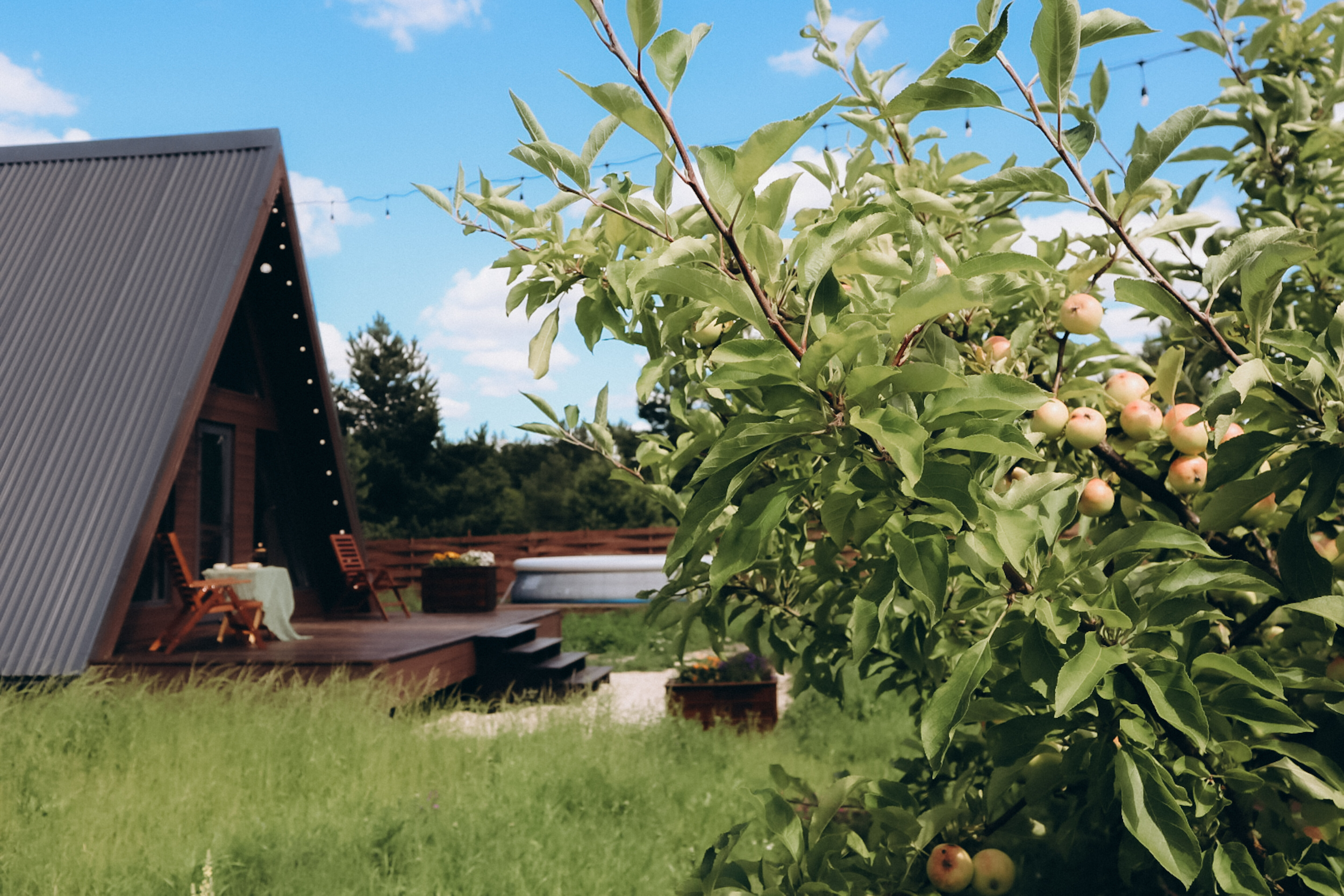 Фото Дубовая роща