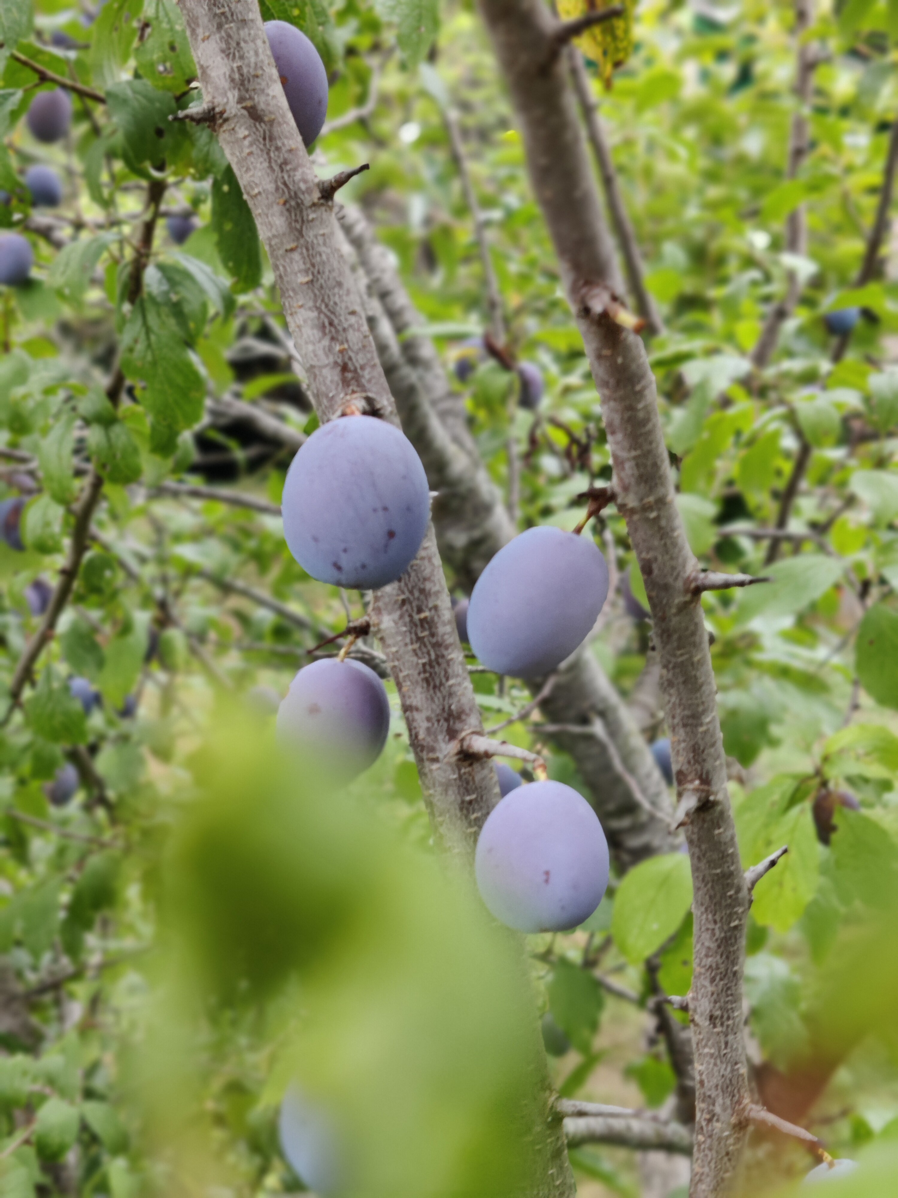 Фото Eco Village Sochi