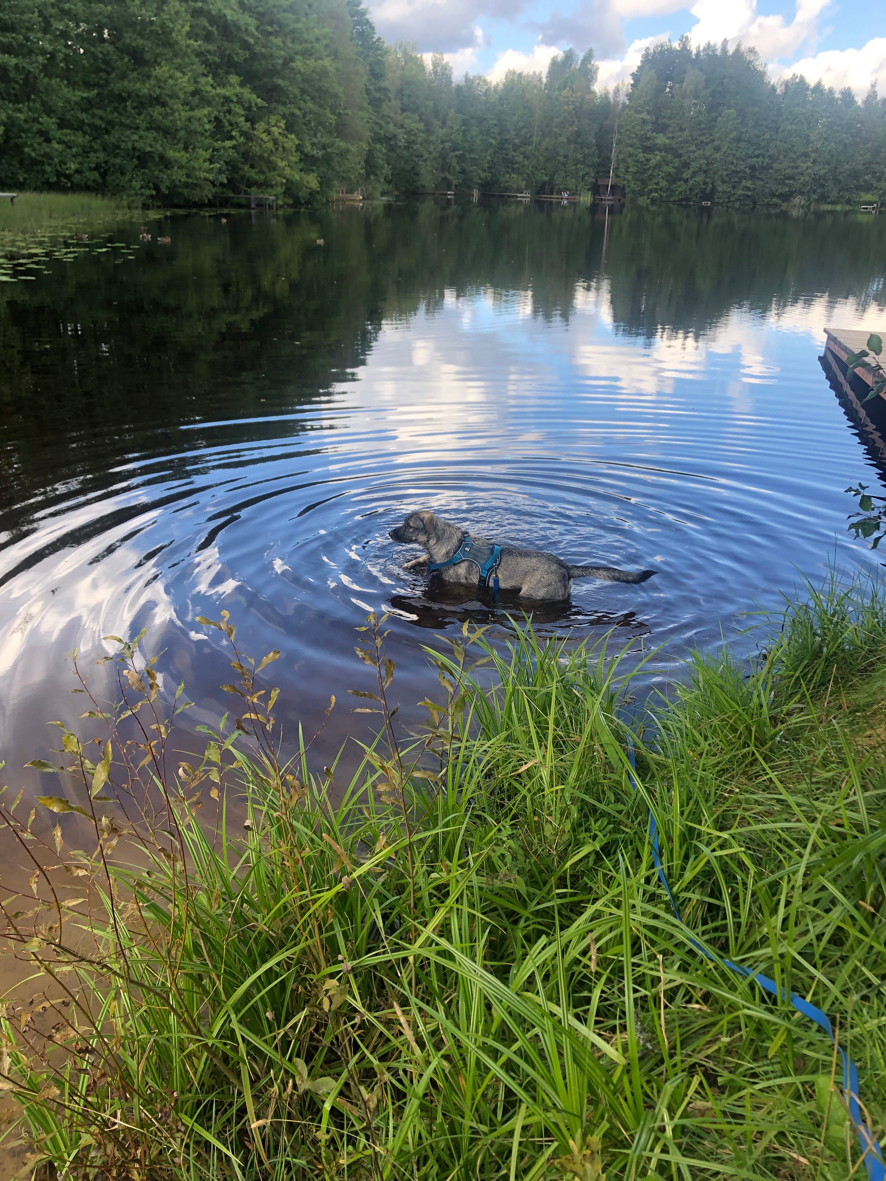Фото Совенок
