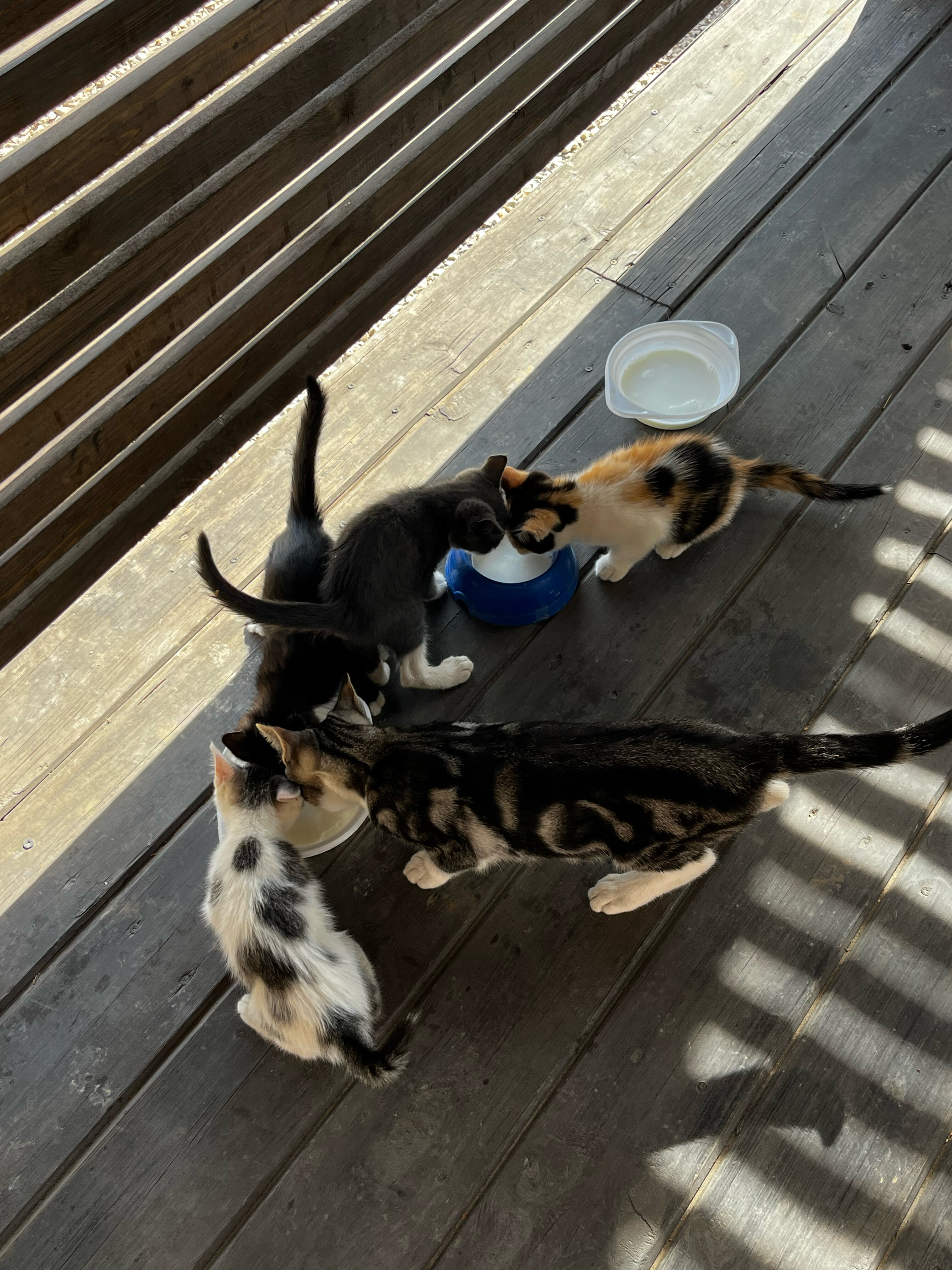 Фото Мыс Фиолент