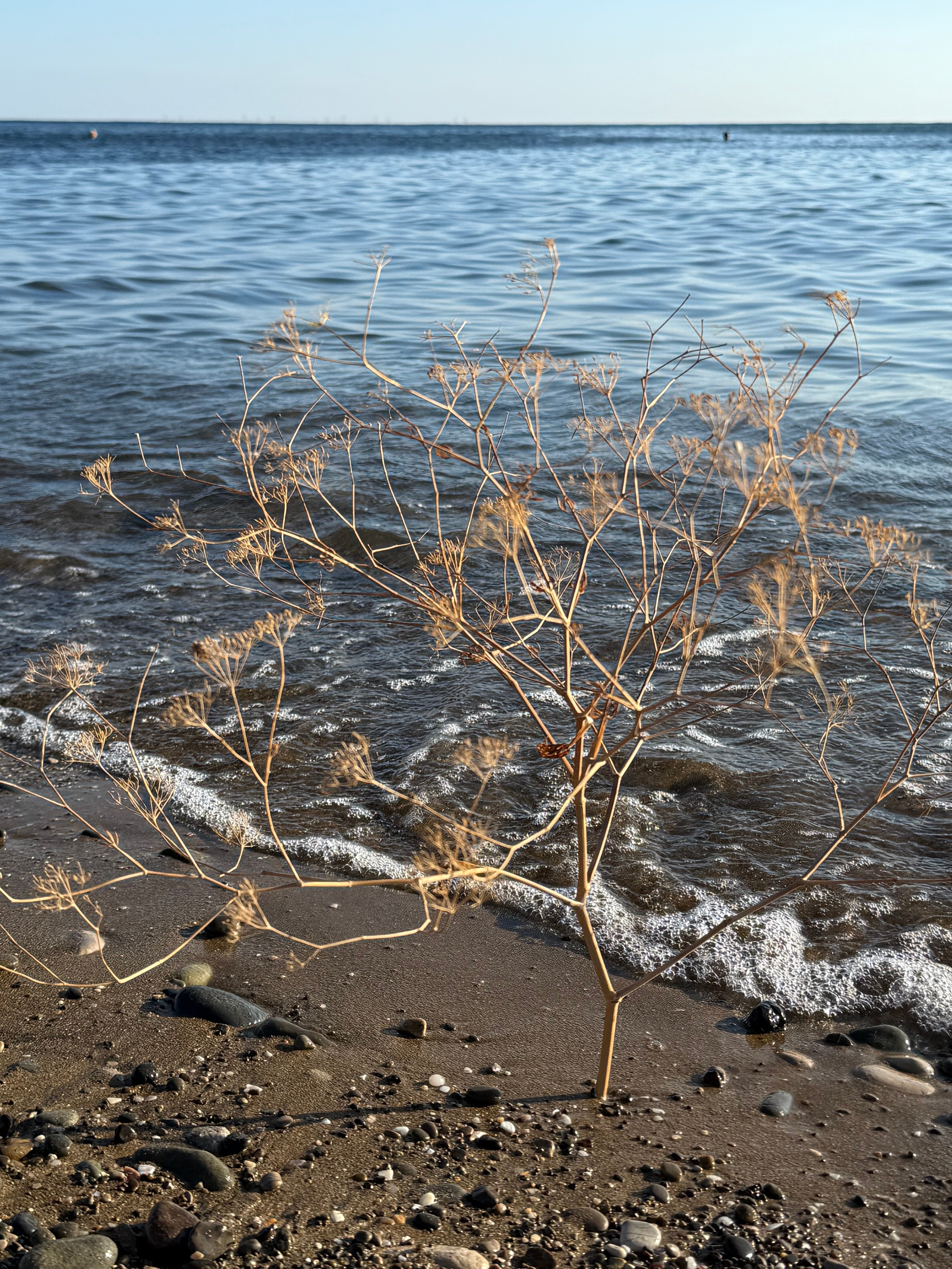 Фото Белый лебедь