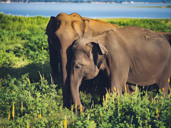 Фото Amaya Lake Dambulla