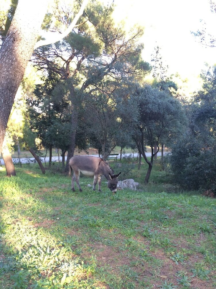 Фото Slavija Culture Heritage Hotel