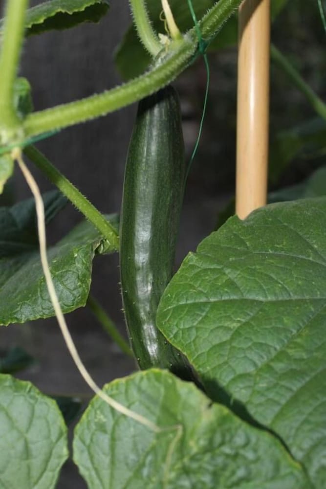 Фото La Filadelfia