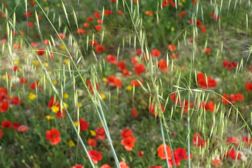 Фото Agriturismo Baglio San Nicola