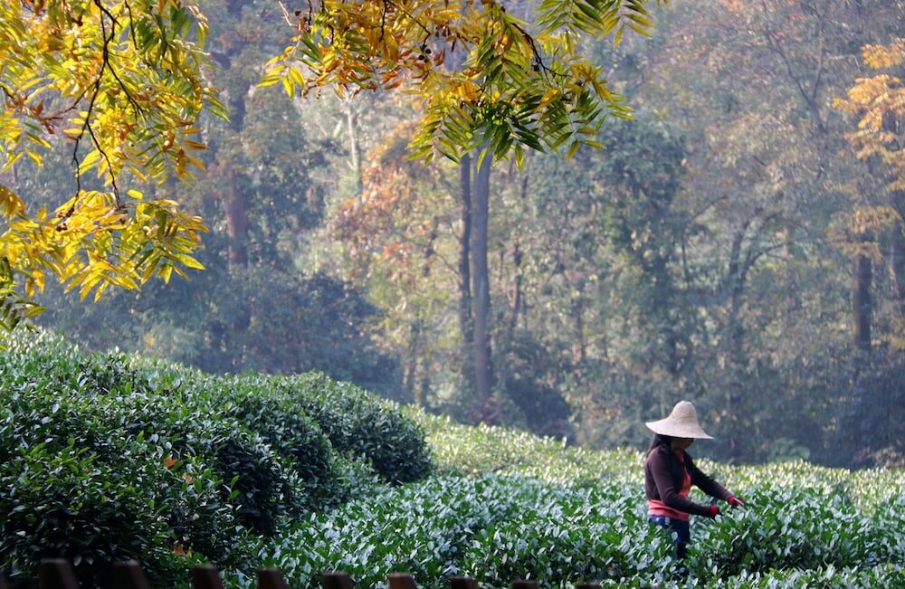 Фото Millennium Resort Hangzhou