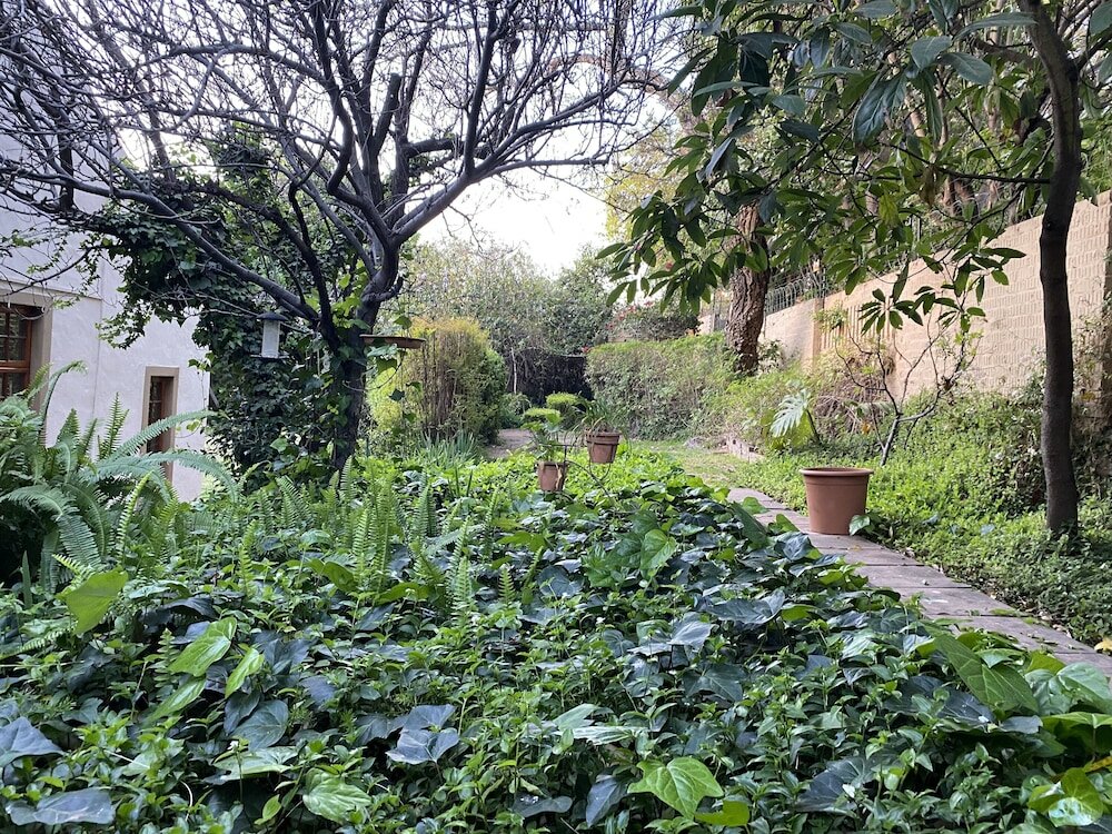 Фото Tuscan Rose