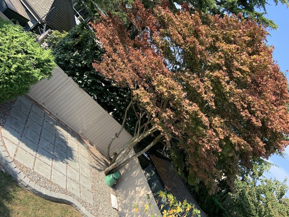 Фото Orchid House