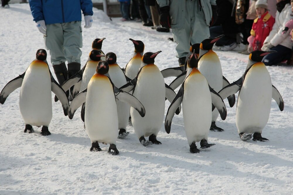 Фото Pension Hoshi Ni Negaiwo