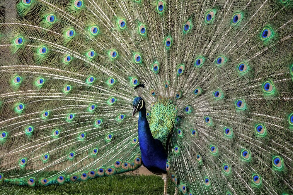 Фото Protea Hotel by Marriott Bloemfontein Willow Lake