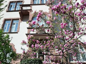 Гостиница Hotel Robert Mayer