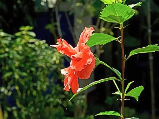 Фото Mayflower Beach Resort