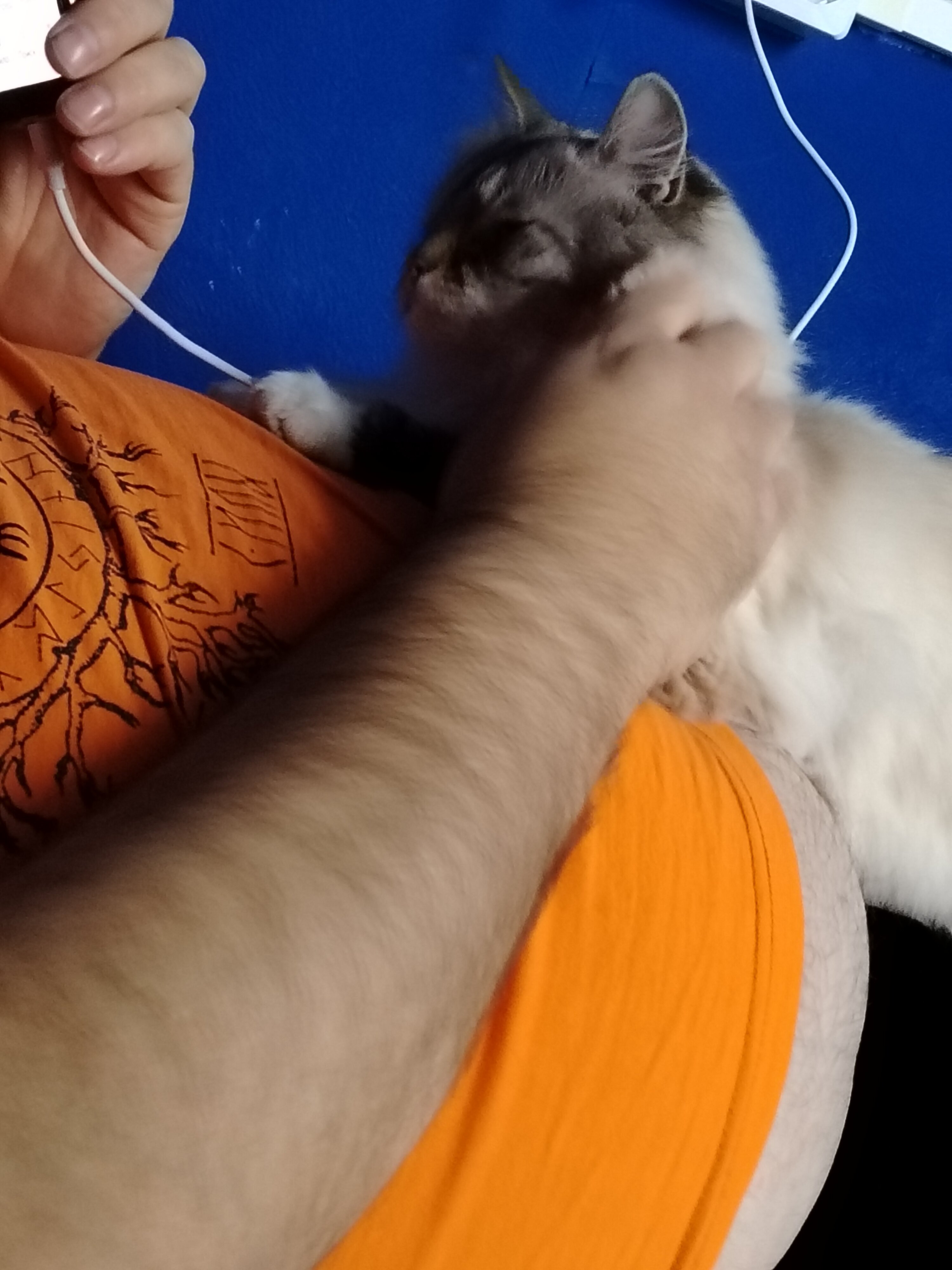 Фото Толстый кот