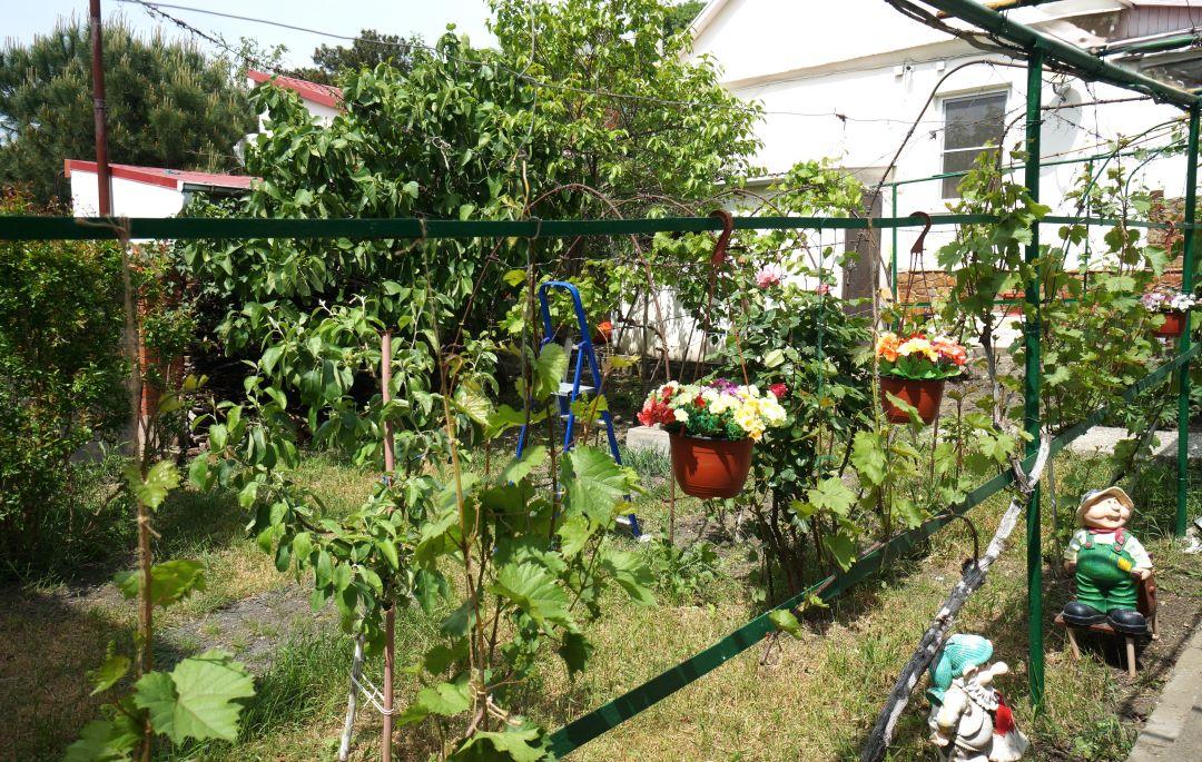 Фото Виноградная аллея