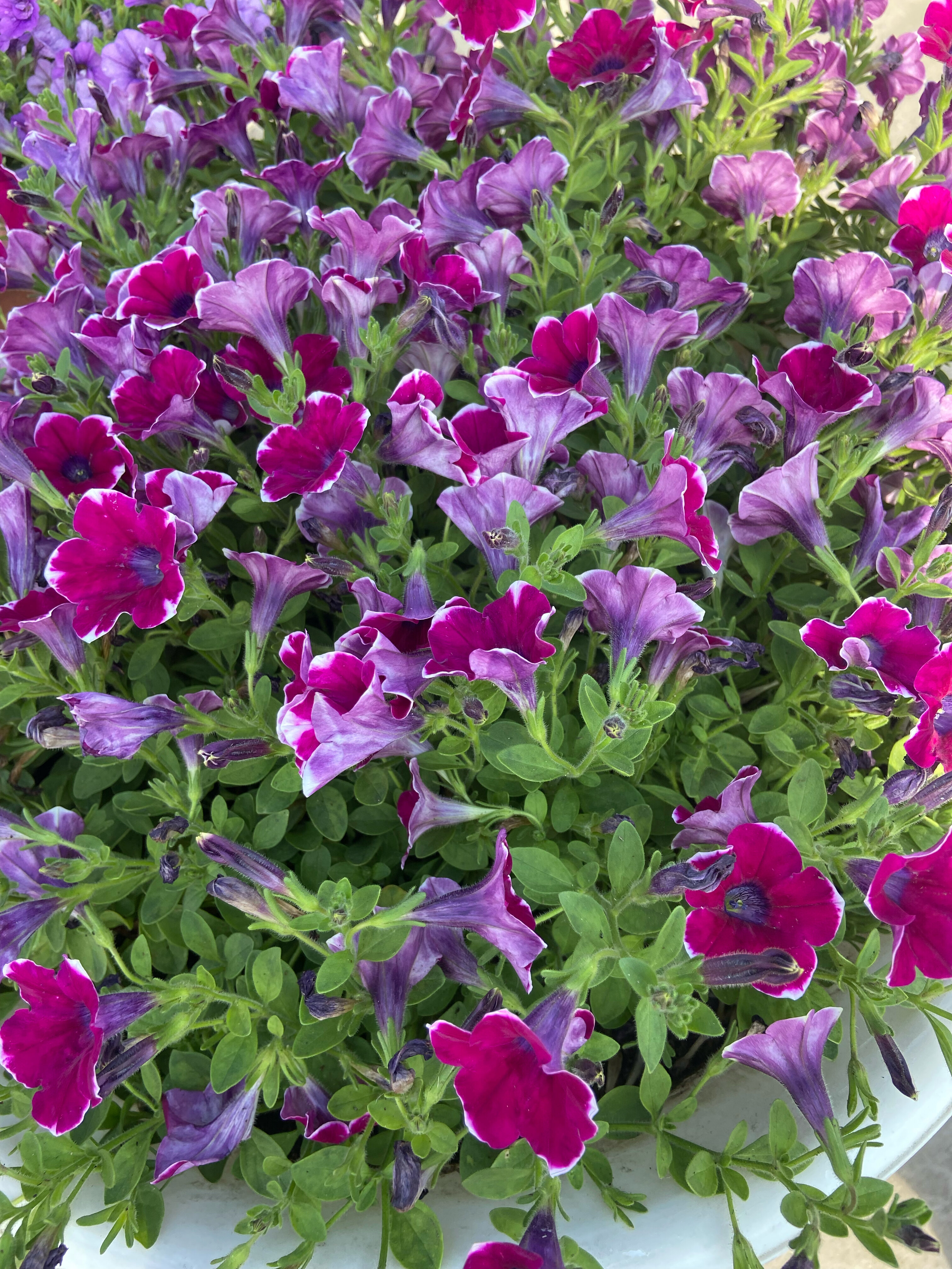 Фото Фламинго