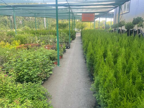 Сұлулықтың бетіне порно кондиция