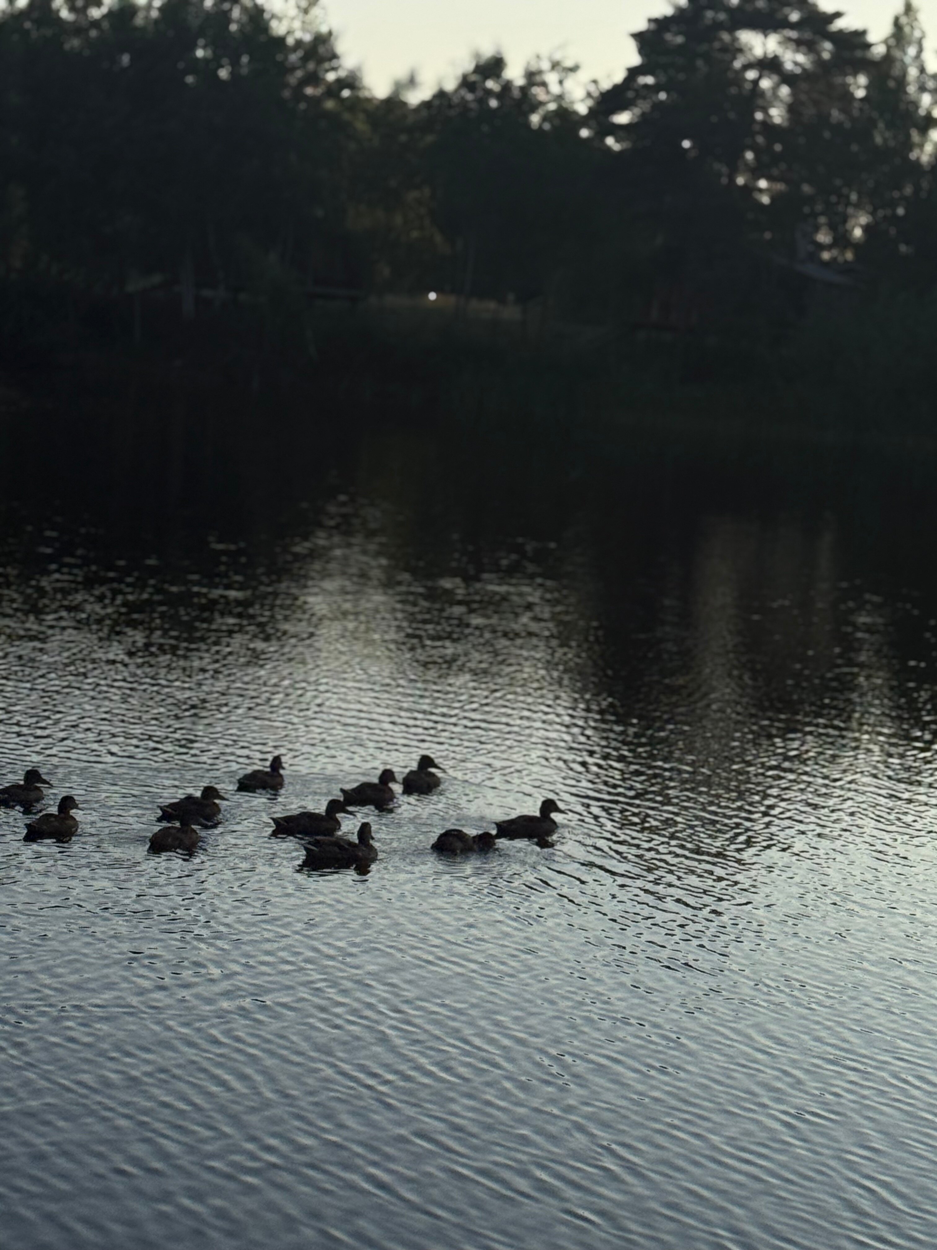 Фото Wood Wood Wood