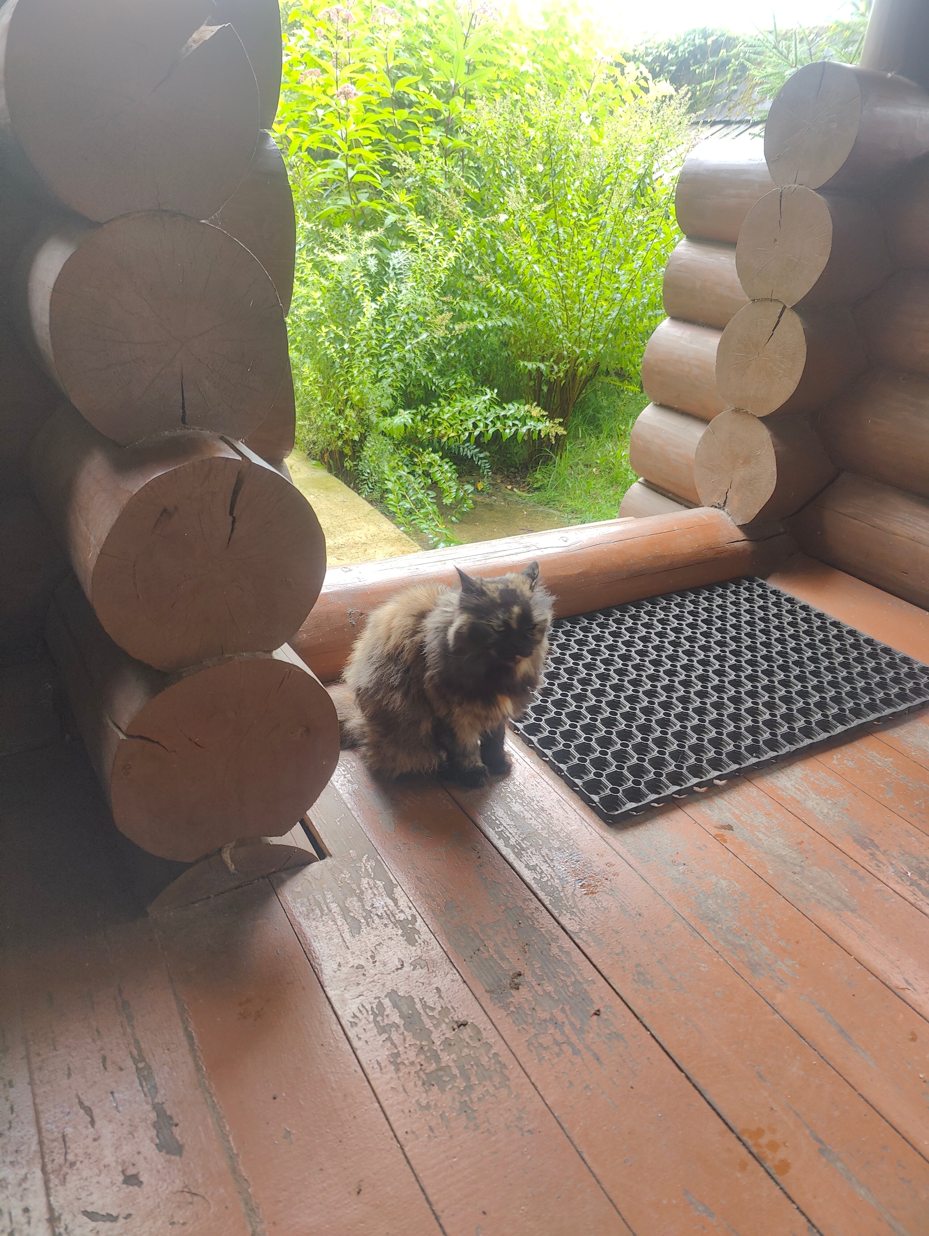 Фото Green forest