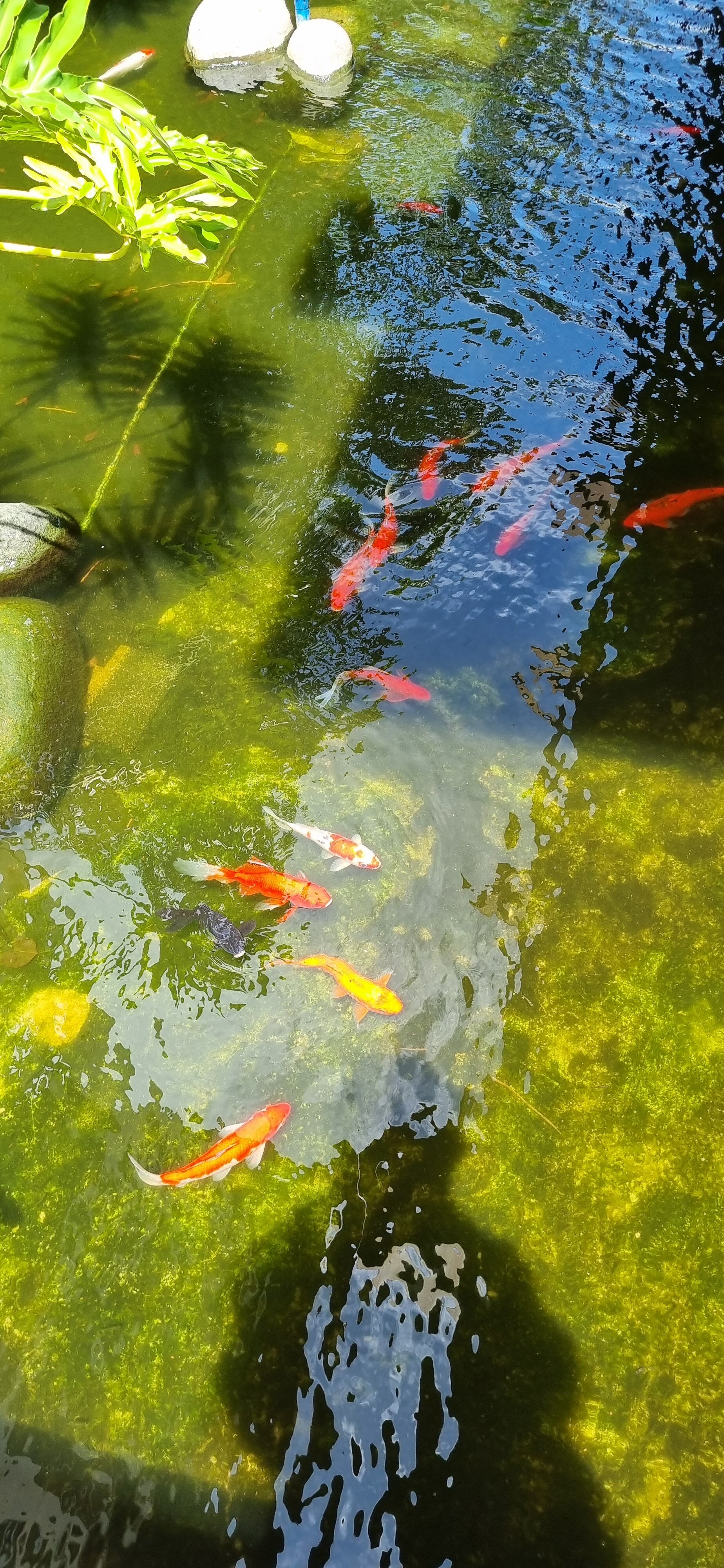 Фото Yalong Bay Villas and SPA