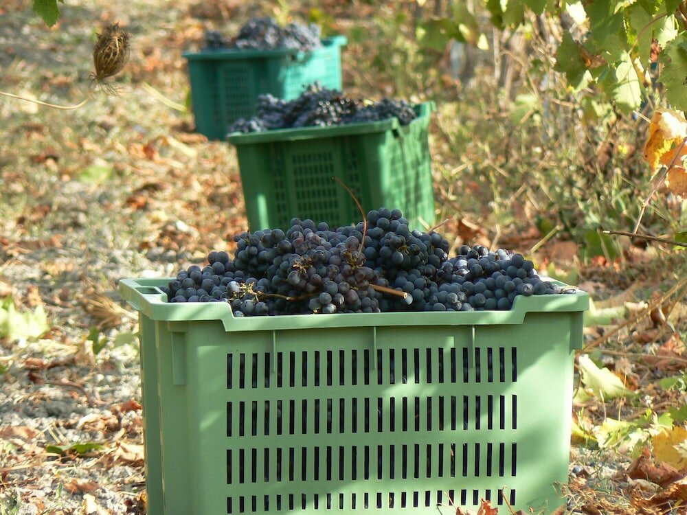 Фото B&b Pessighette Dimora di Campagna