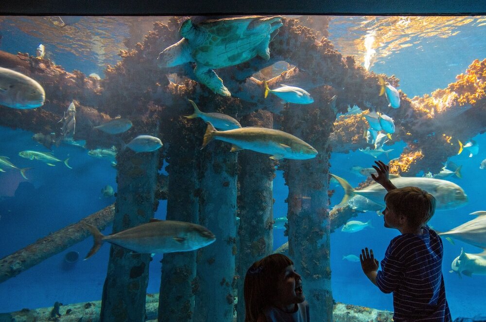 Фото Staybridge Suites Corpus Christi, an Ihg Hotel