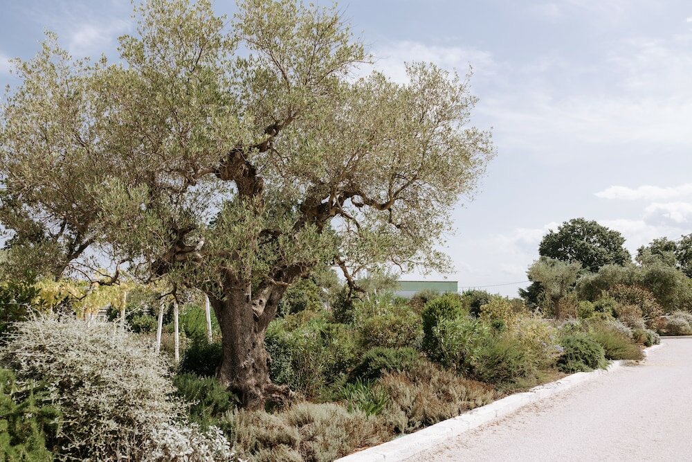 Фото Tenuta del Lauro