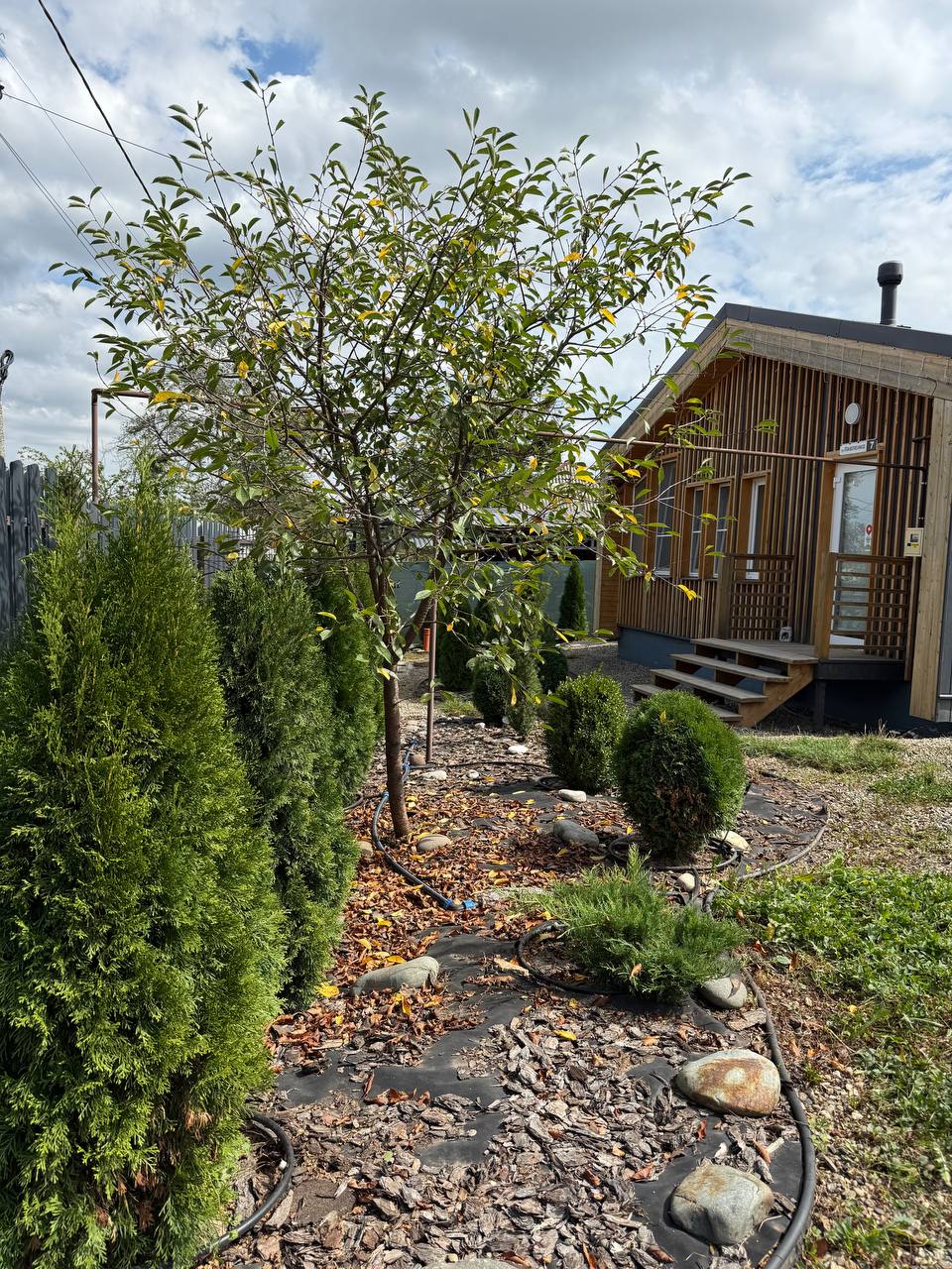 Фото Смородина