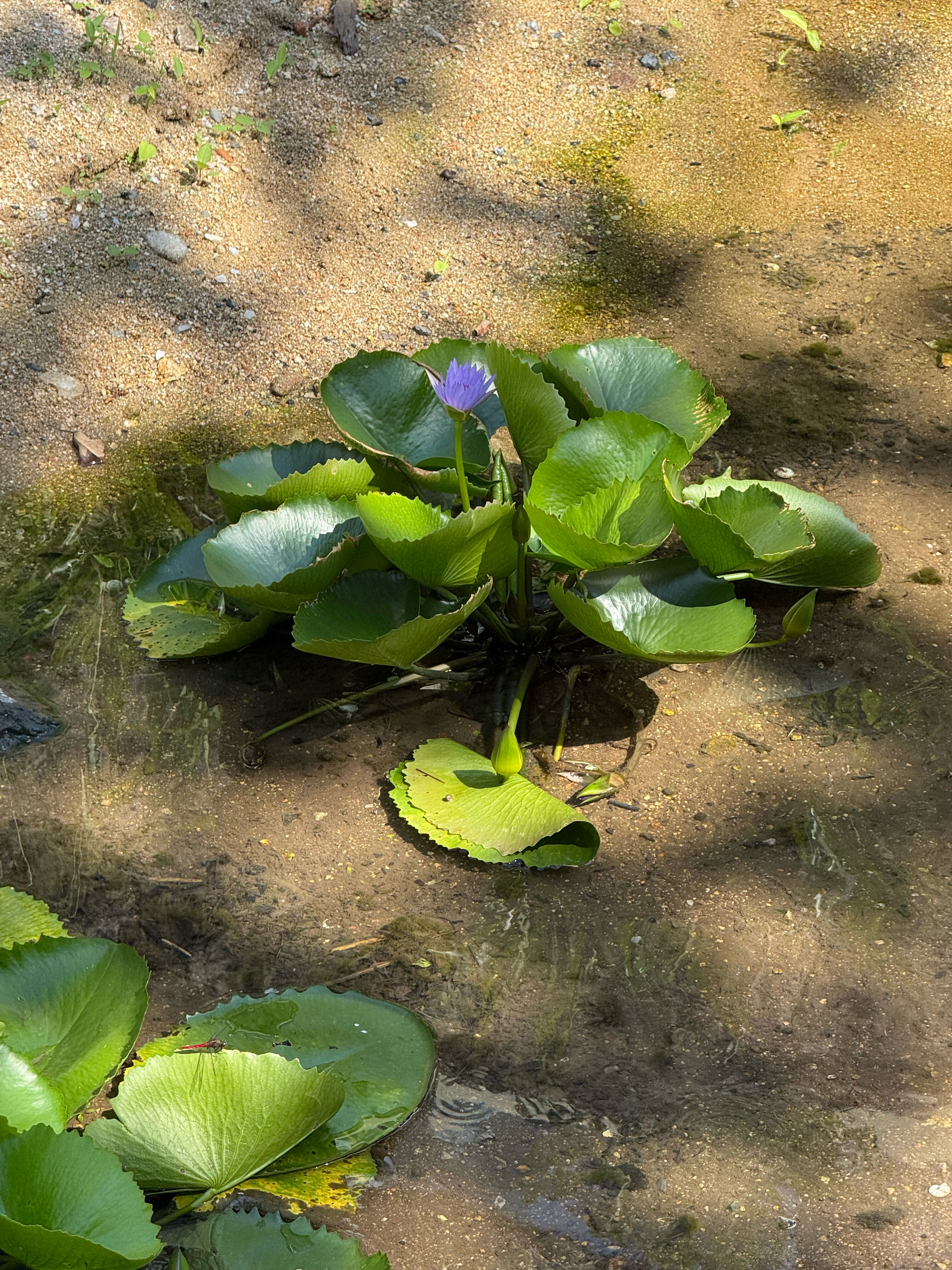Фото Andaman White Beach Resort