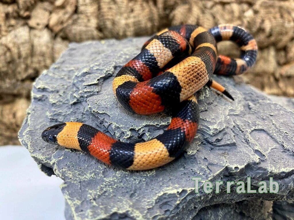 Ветеринарная клиника TerraLab, Саратов, фото