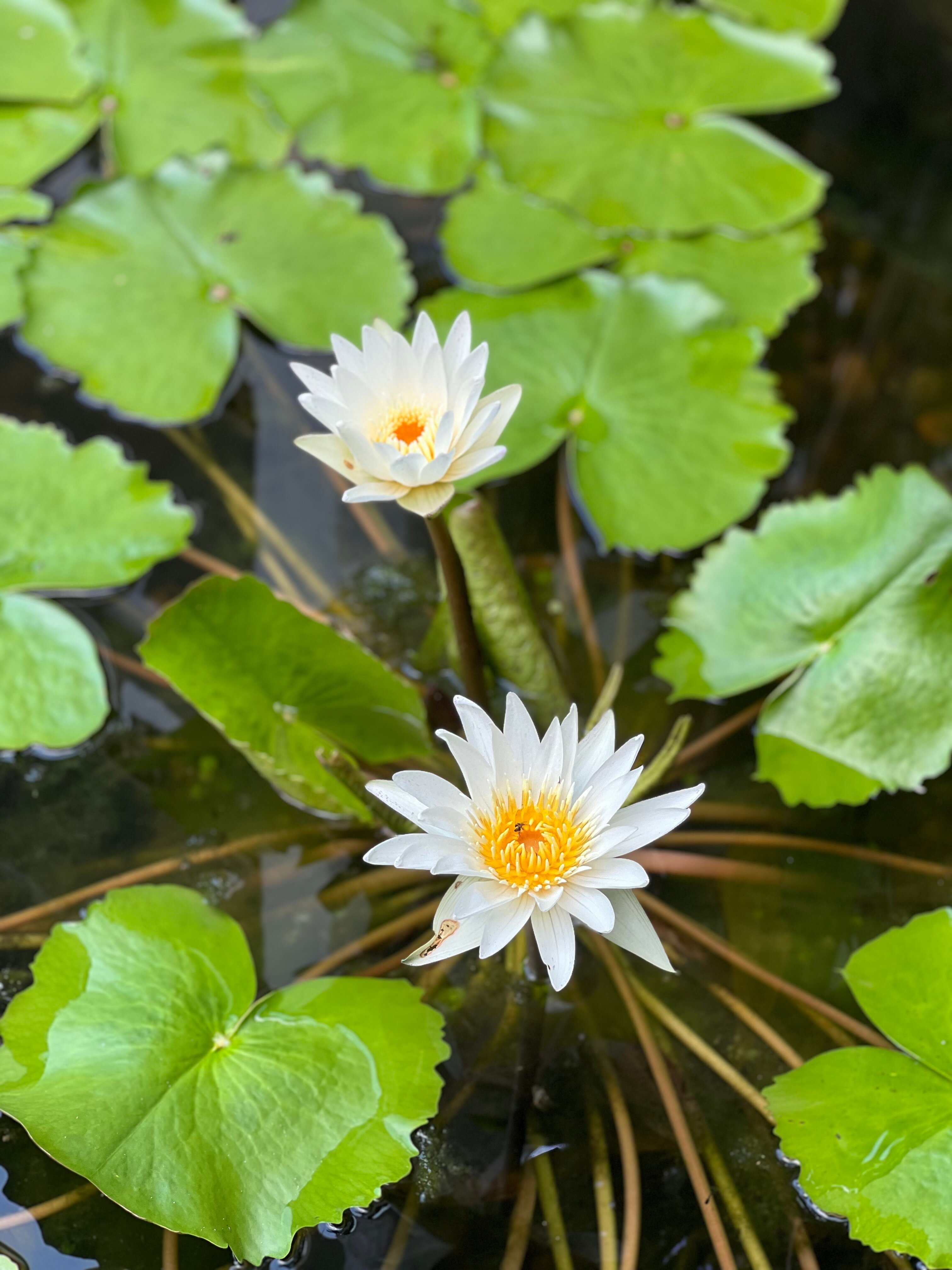 Фото Naithonburi Beach Resort