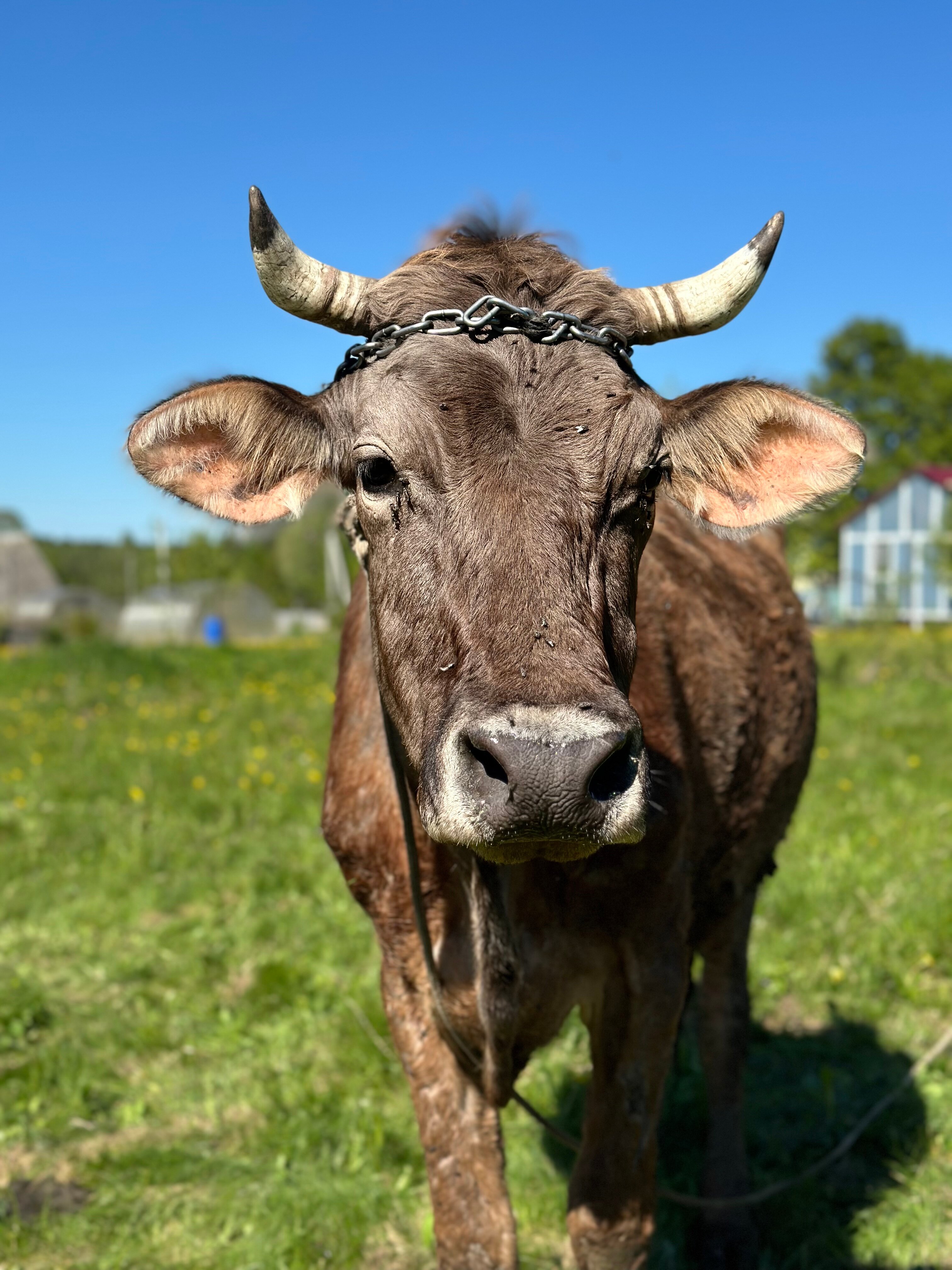 Фото Романовъ home