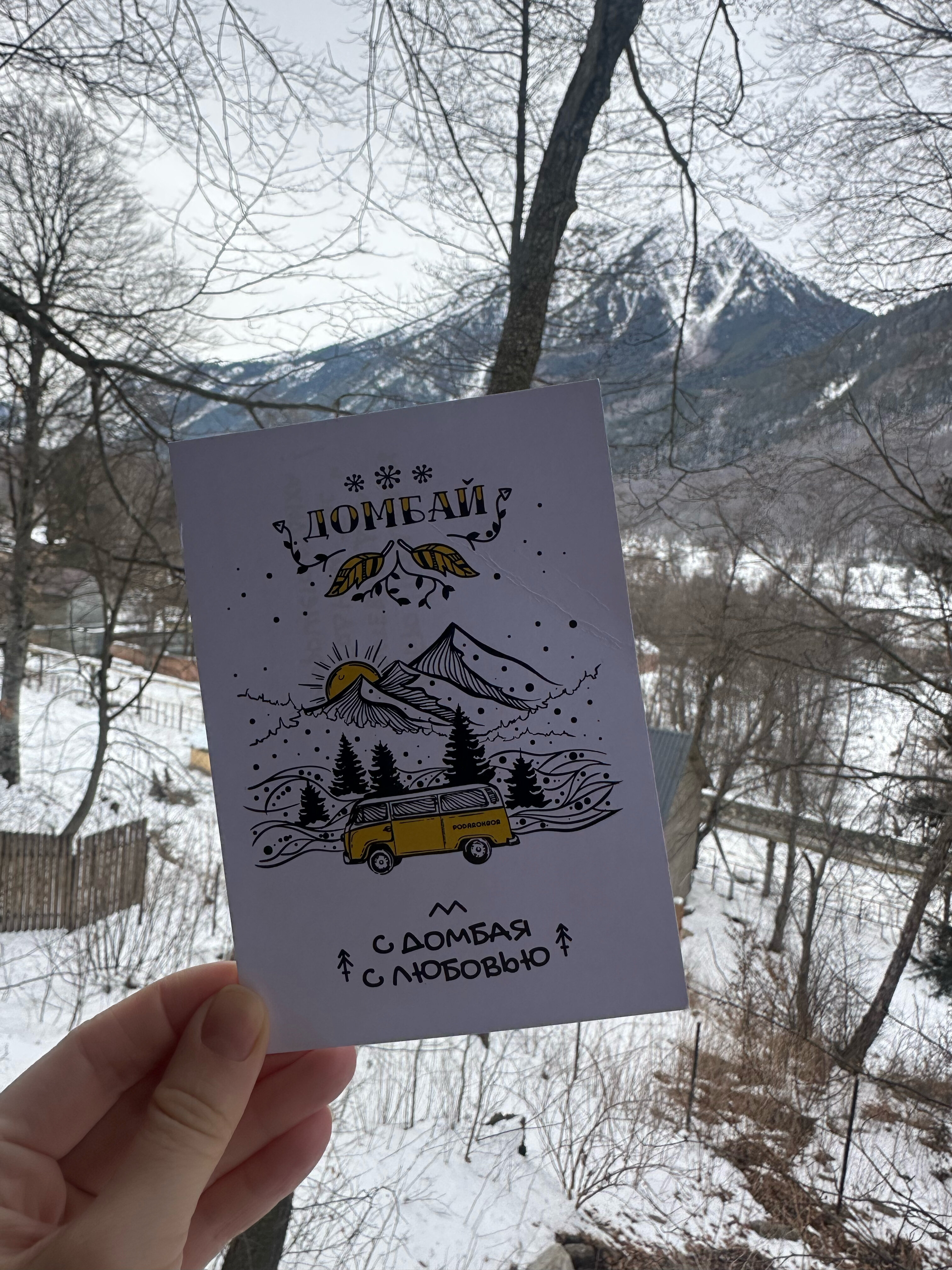 Фото Ягодный тис