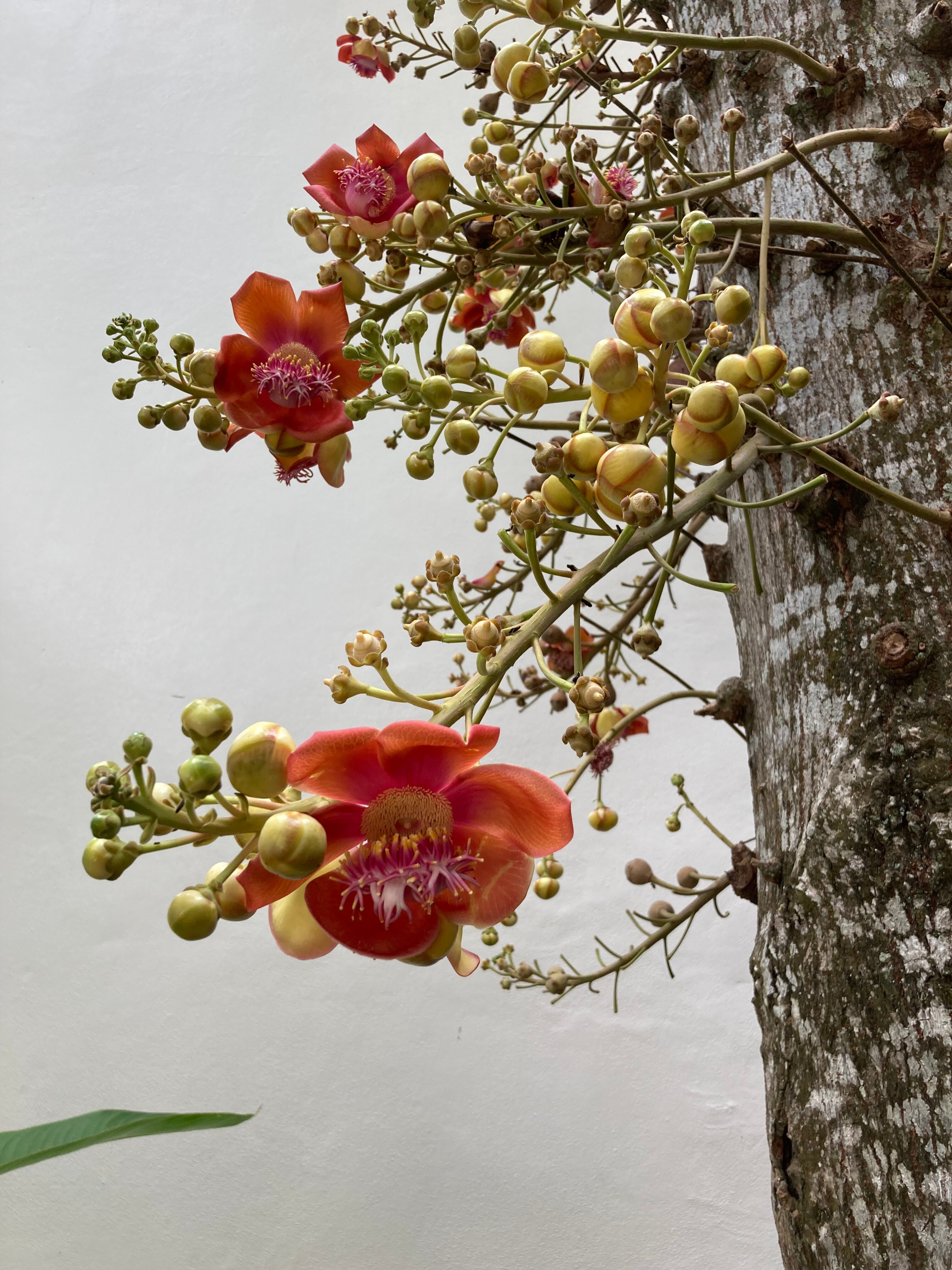 Фото Sea Sand Sun Resort and Villas