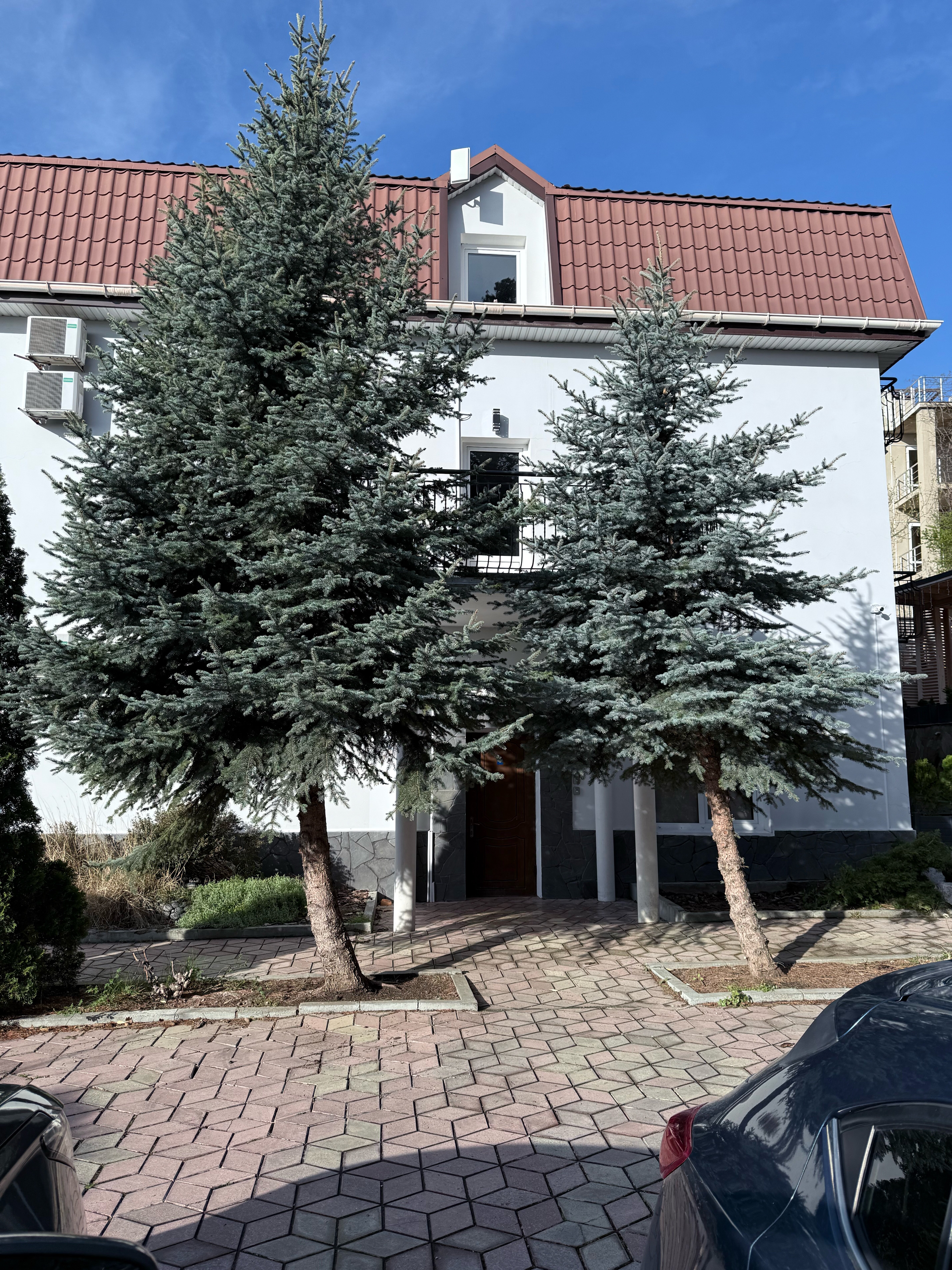 Фото Южный Кедр