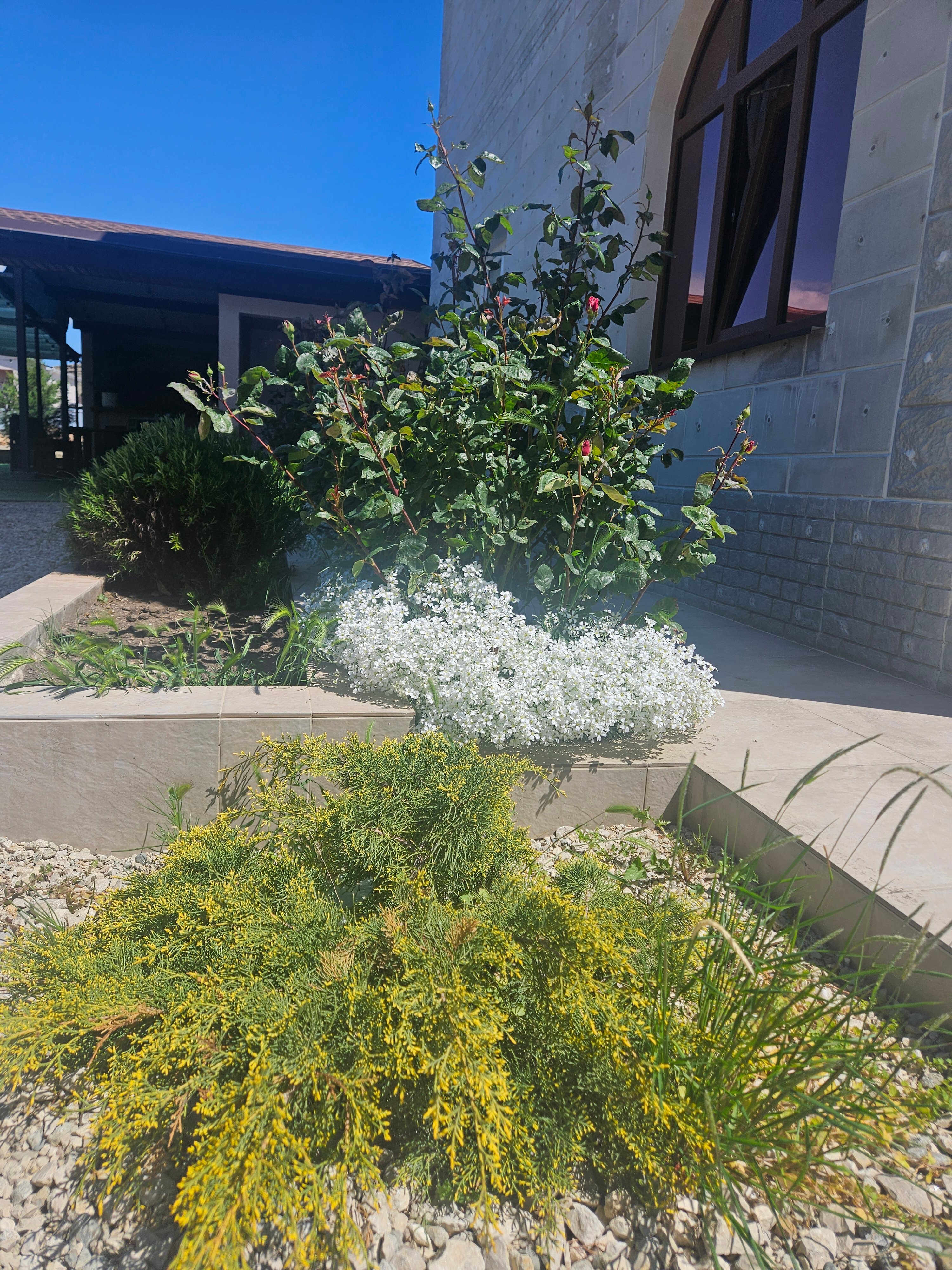 Фото Астерия Меганом