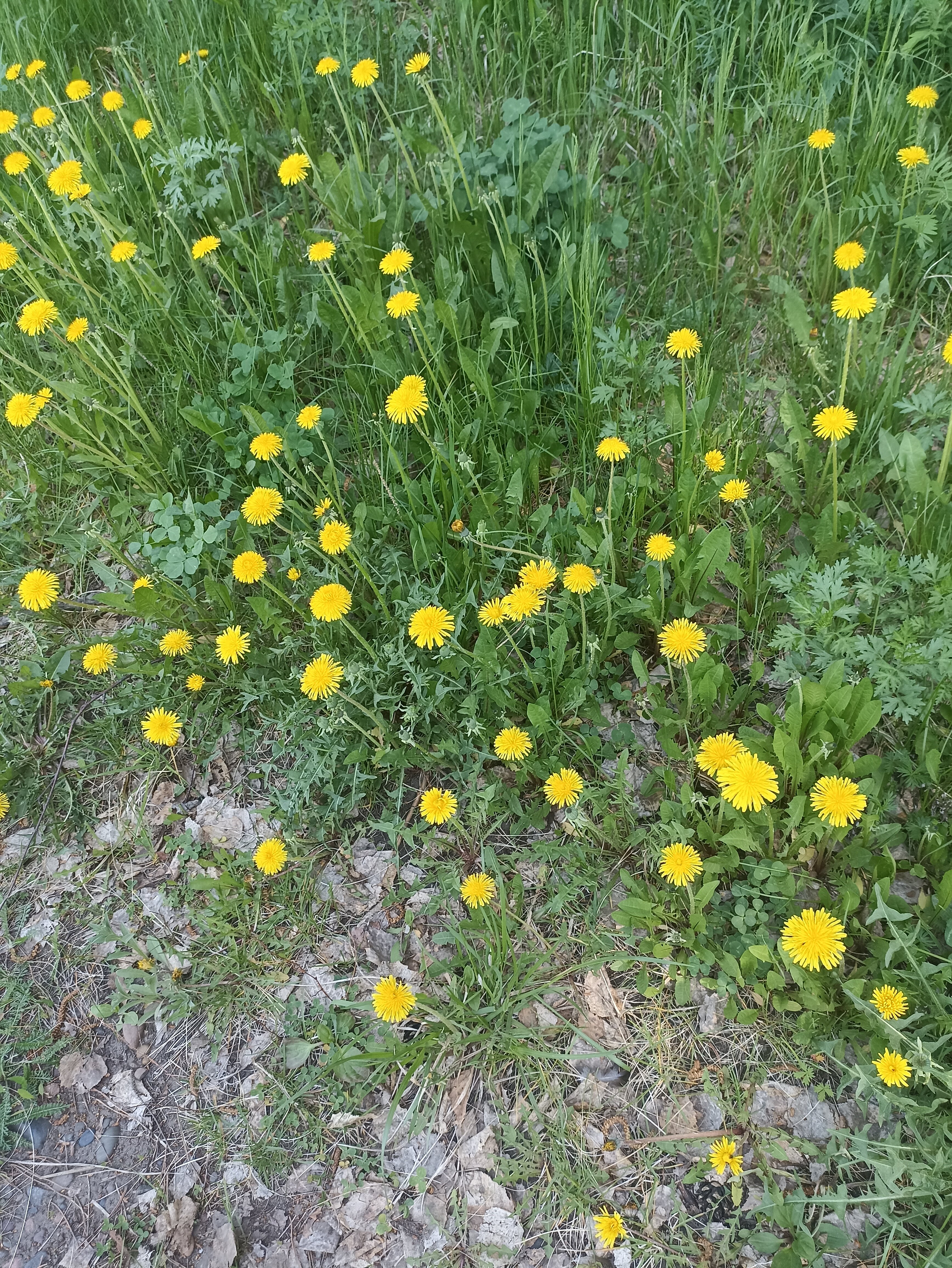 Фото Юбилейный