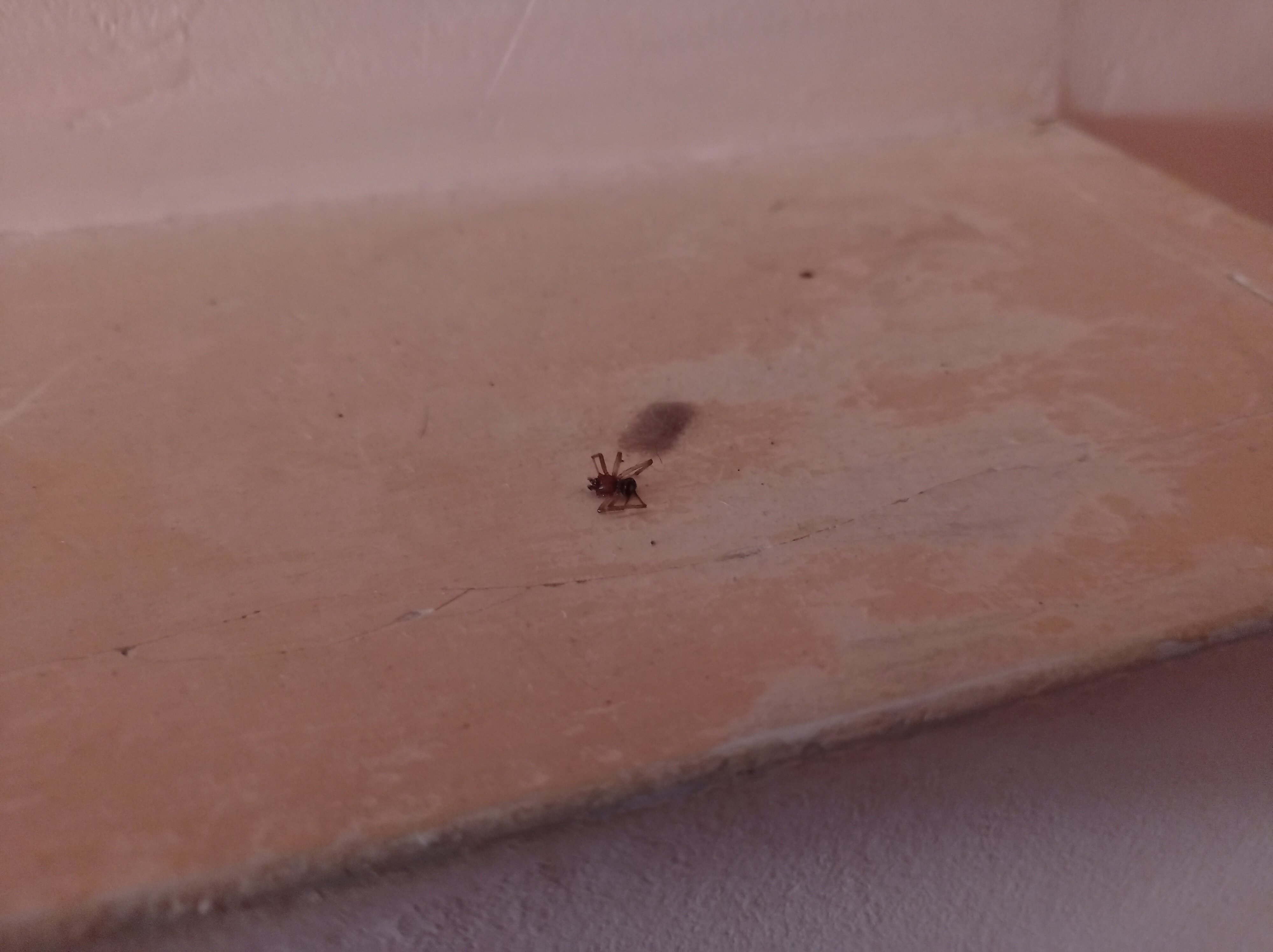 Фото Три кита