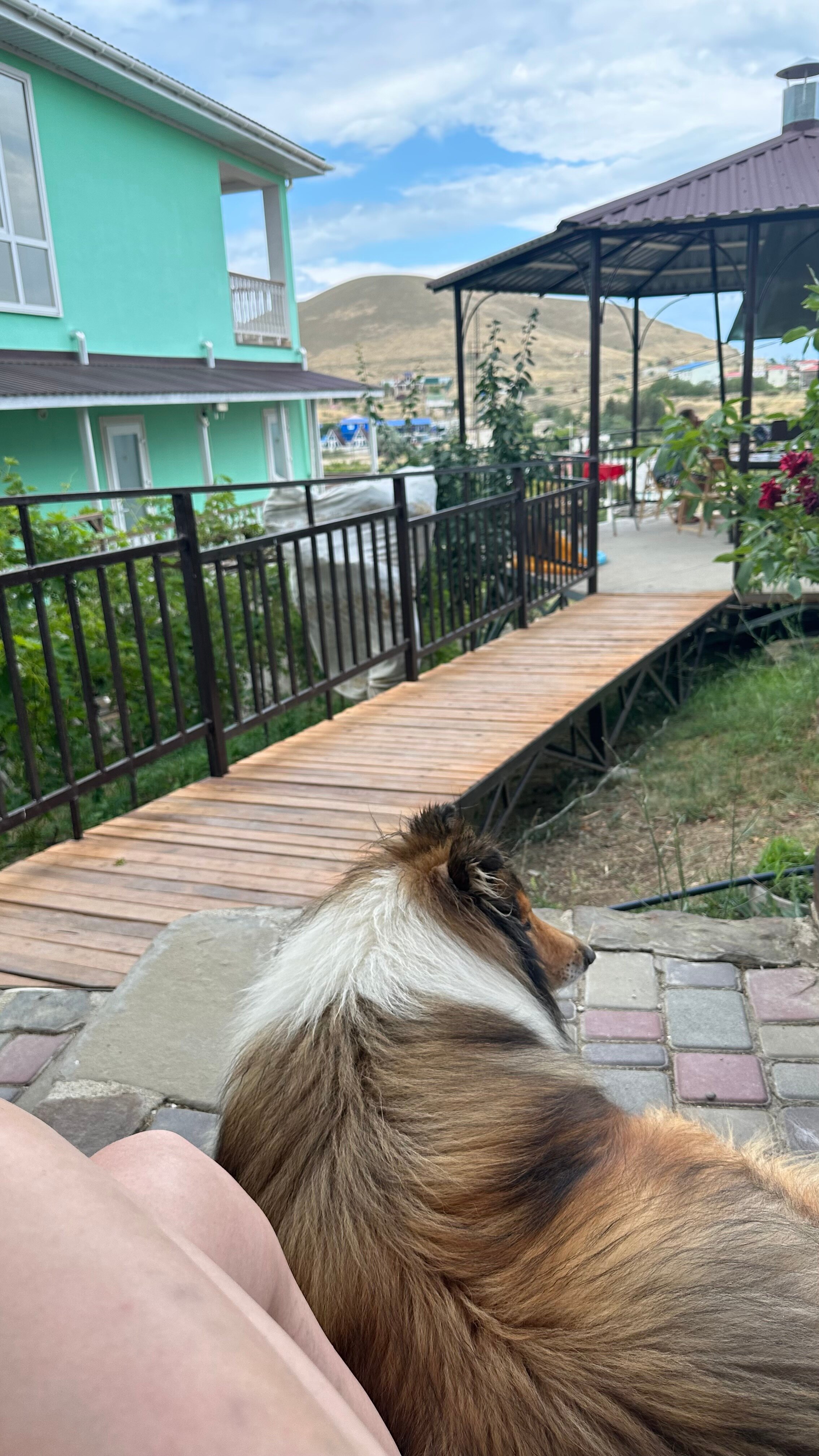 Фото Кипарис