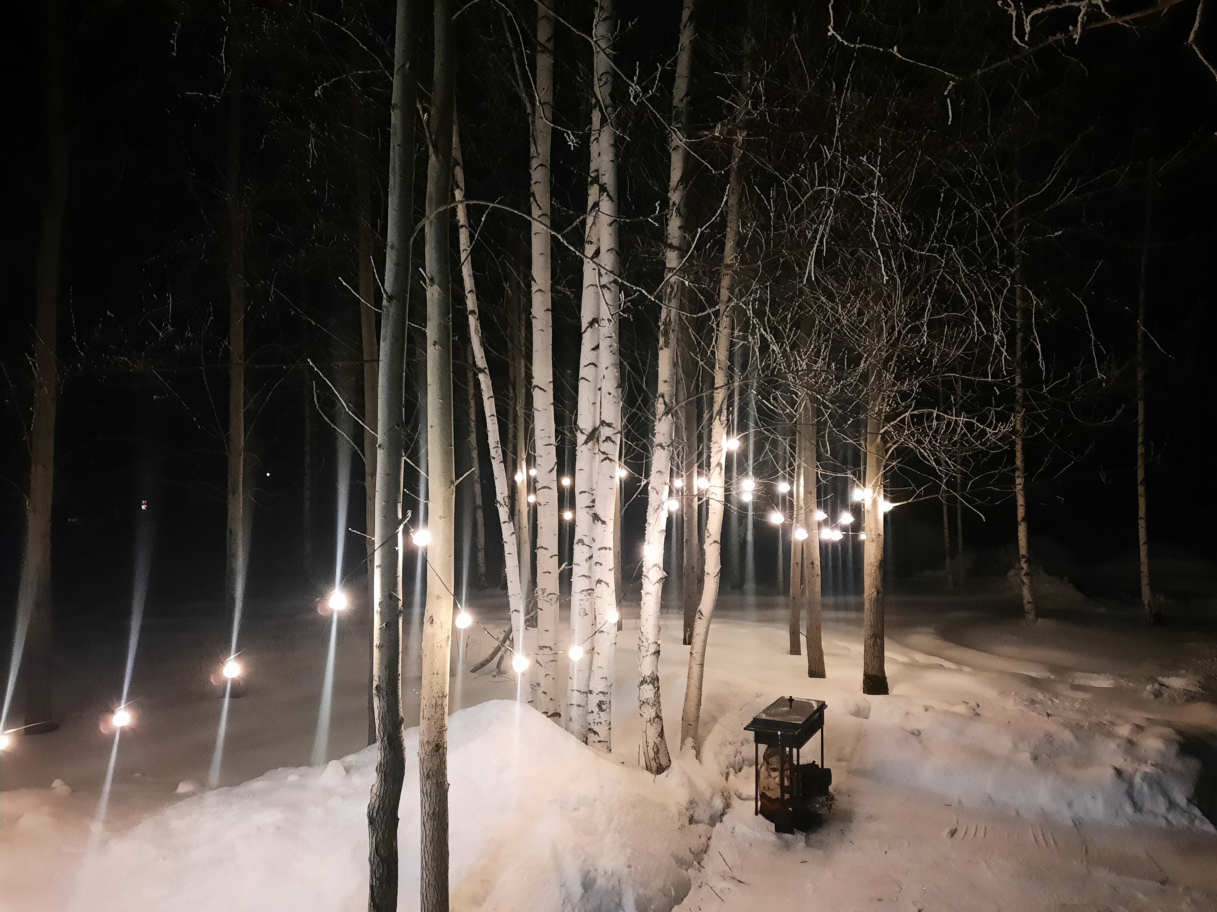 Фото Свобода леса